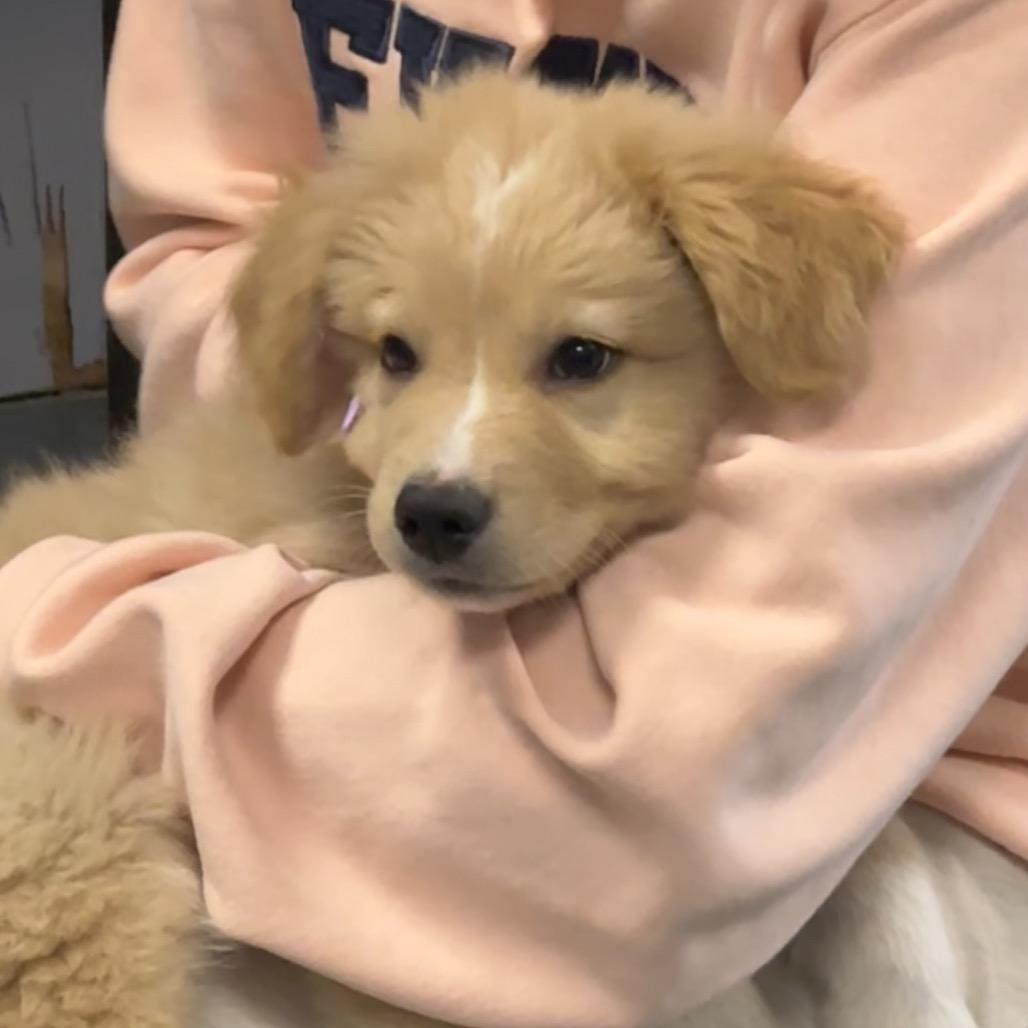 Enlarge ORBIT, a ADOPTABLE mixed breed in La Grange, KY image 2/5