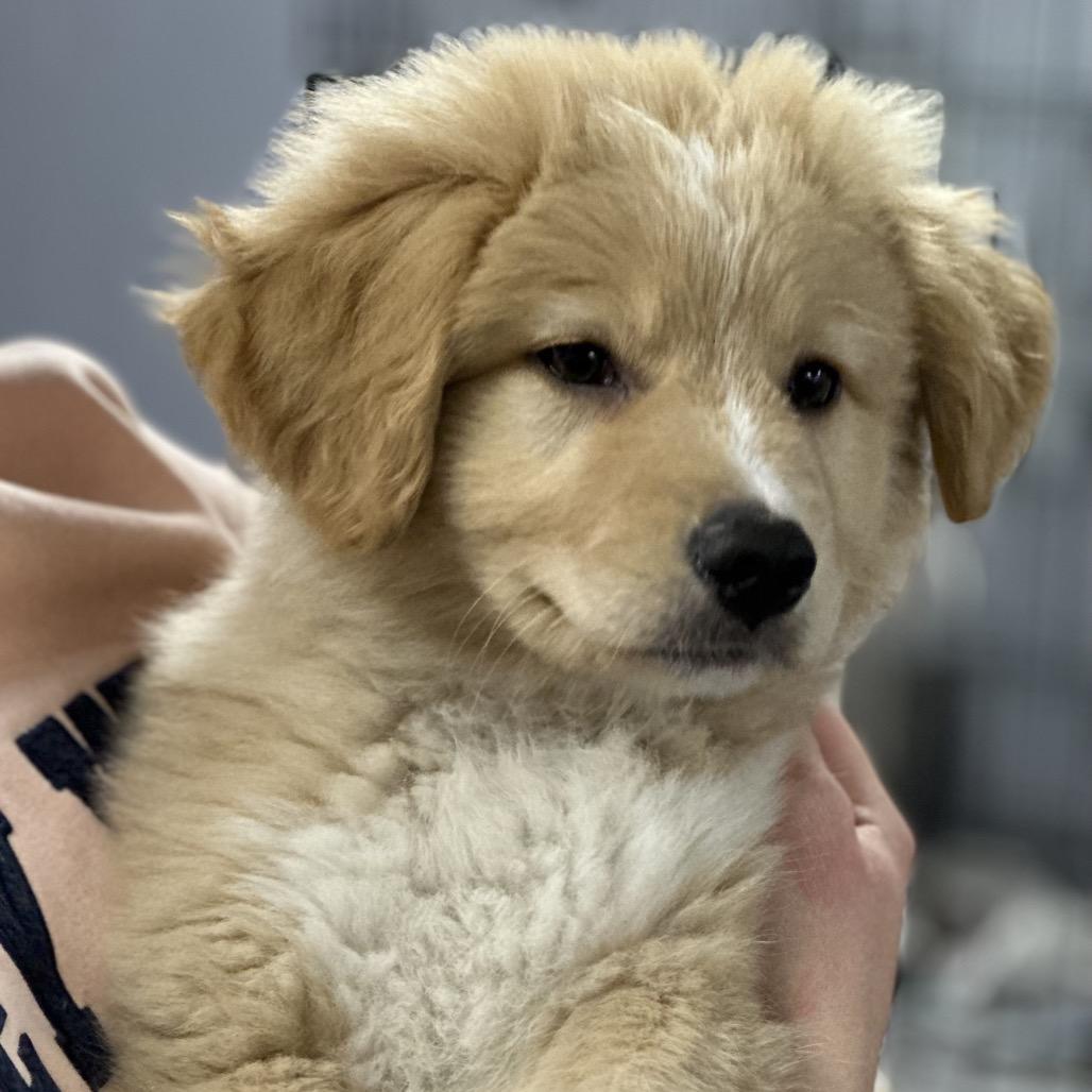 Enlarge ORBIT, a ADOPTABLE mixed breed in La Grange, KY image 3/5