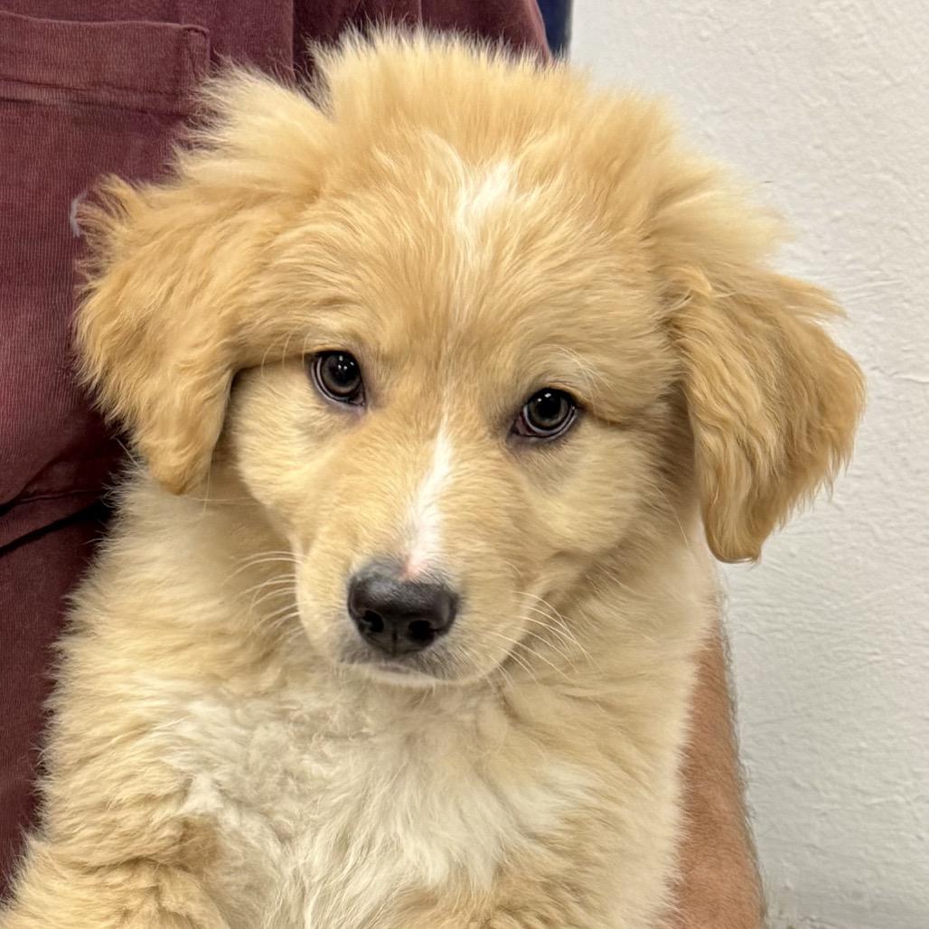 Enlarge ORBIT, a ADOPTABLE mixed breed in La Grange, KY image 1/5