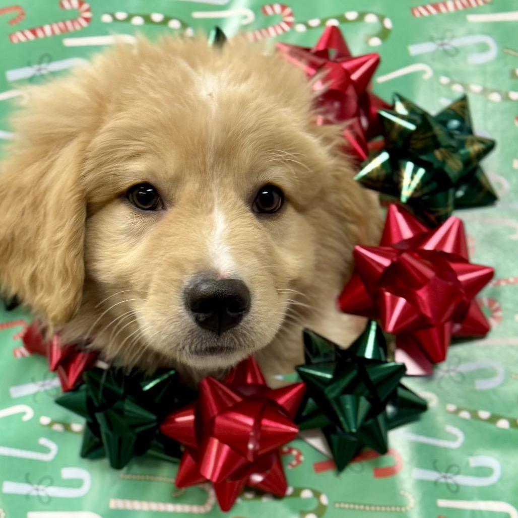 Enlarge ORBIT, a ADOPTABLE mixed breed in La Grange, KY image 5/5