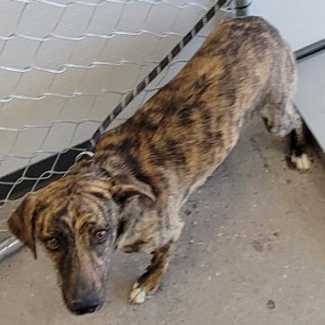 Enlarge Maddox, a Adoptable Mixed Breed in Las Cruces, NM image 1/5