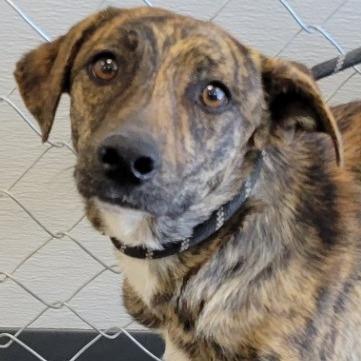 Enlarge Maddox, a Adoptable Mixed Breed in Las Cruces, NM image 2/5