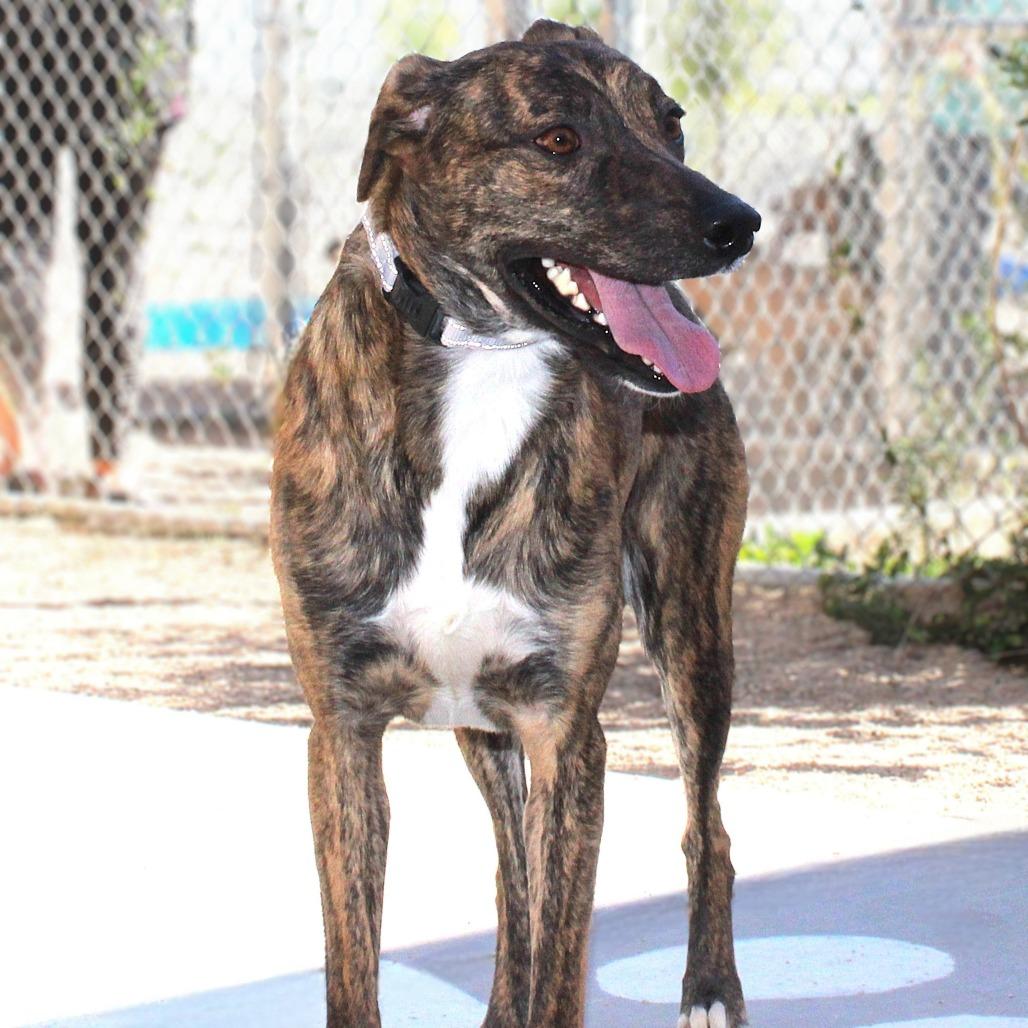Enlarge Maddox, a Adoptable Mixed Breed in Las Cruces, NM image 3/5