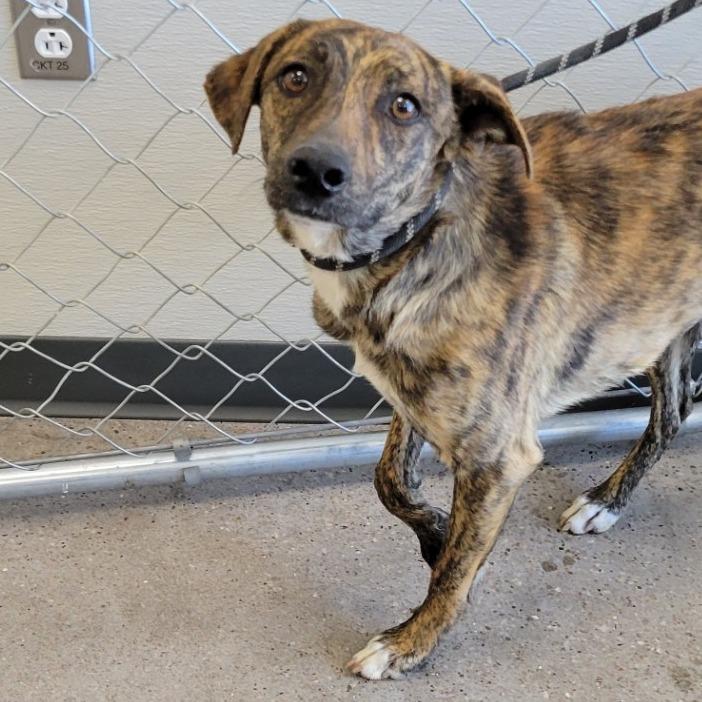 Enlarge Maddox, a Adoptable Mixed Breed in Las Cruces, NM image 4/5