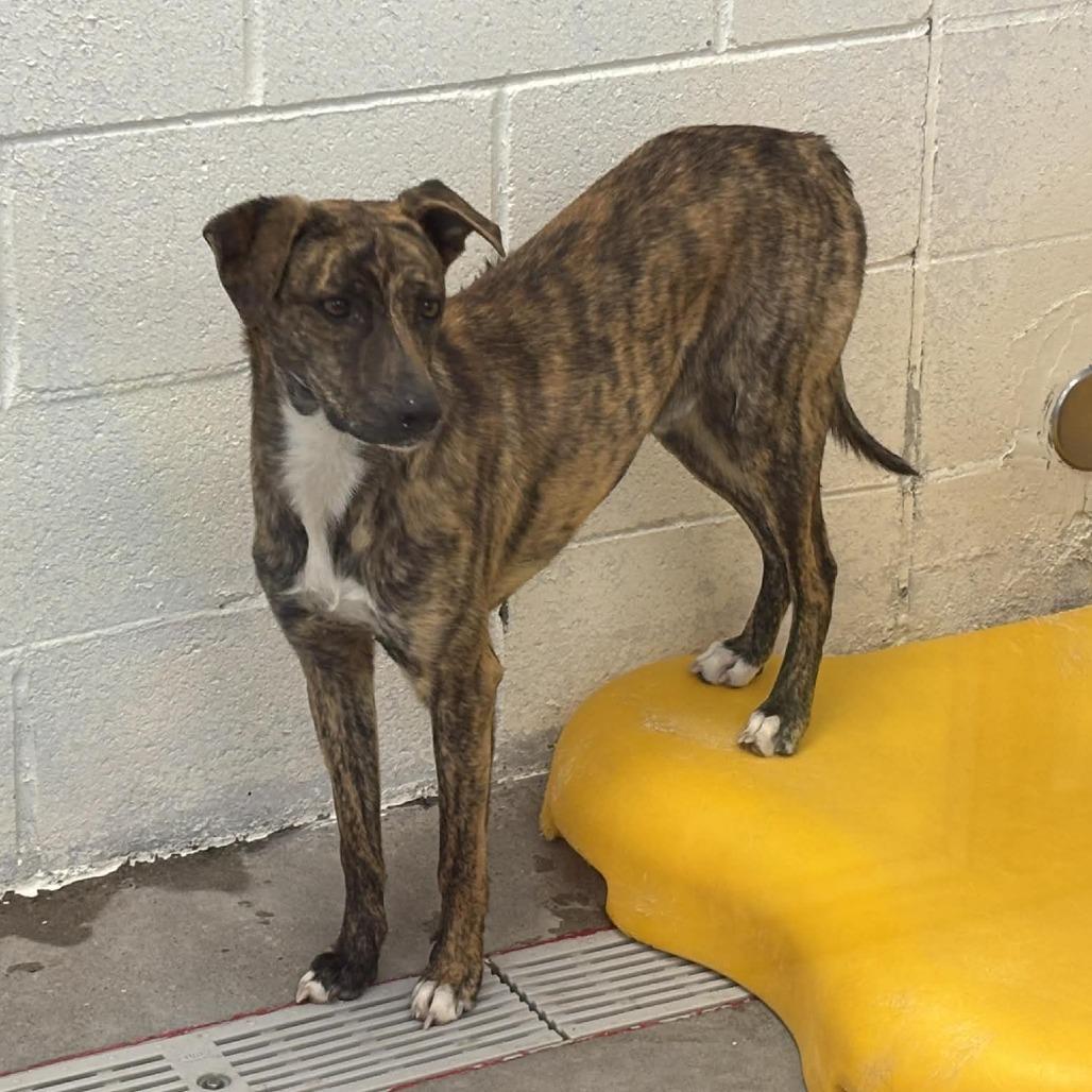Enlarge Maddox, a Adoptable Mixed Breed in Las Cruces, NM image 5/5
