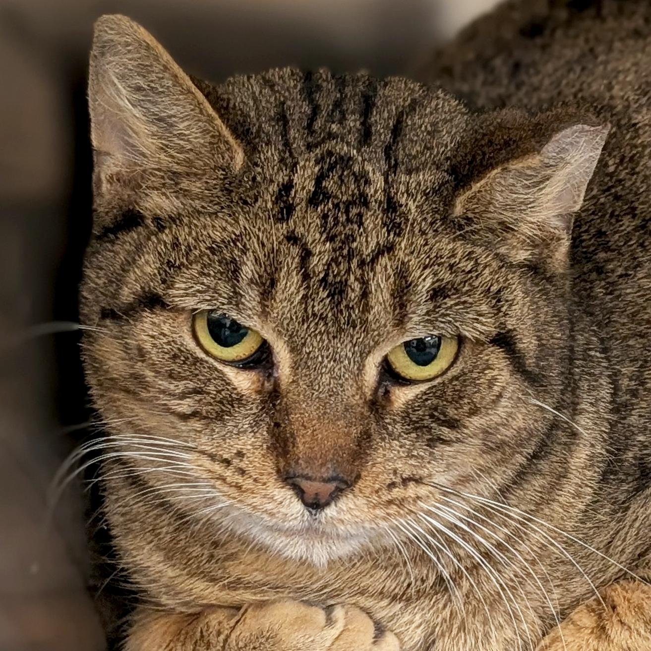 Enlarge Shore - Working Cat!, a Adoptable Domestic Short Hair in Jefferson, WI image 1/1