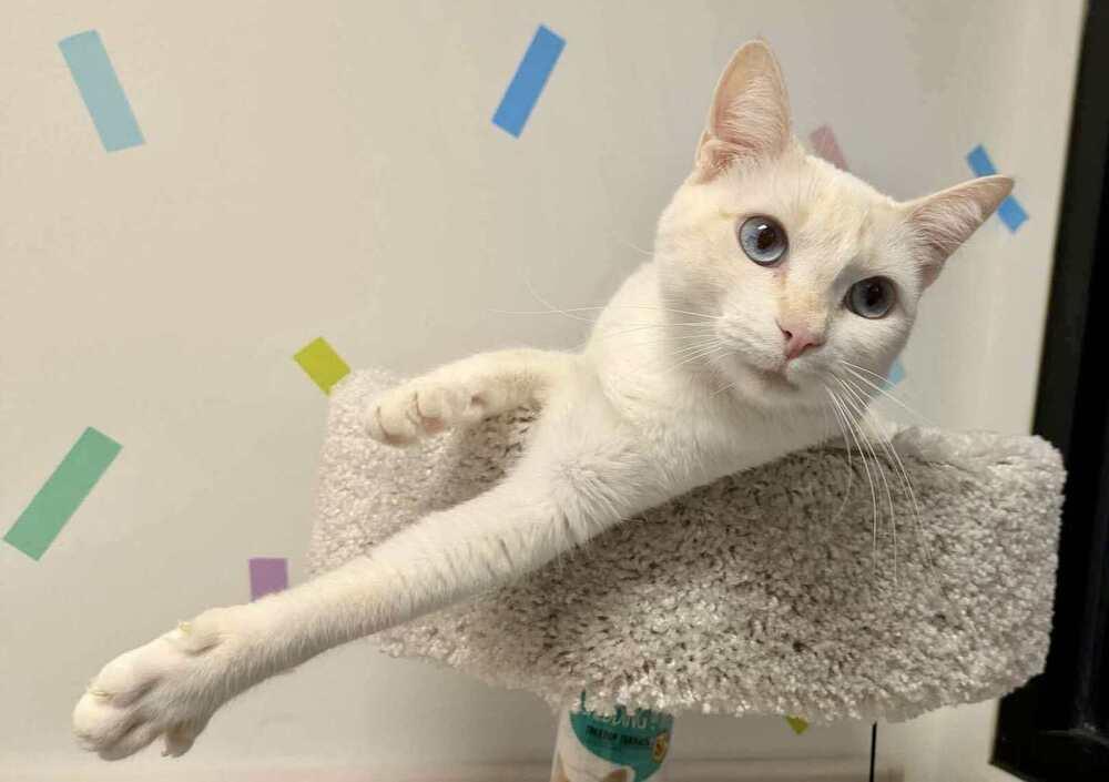 Love Note, Adoptable, Adult Female Siamese.