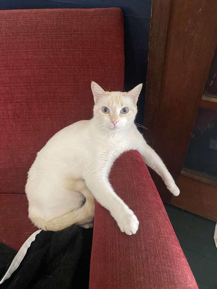 Enlarge Love Note, a Adoptable mixed breed in Homer Glen, IL image 3/5