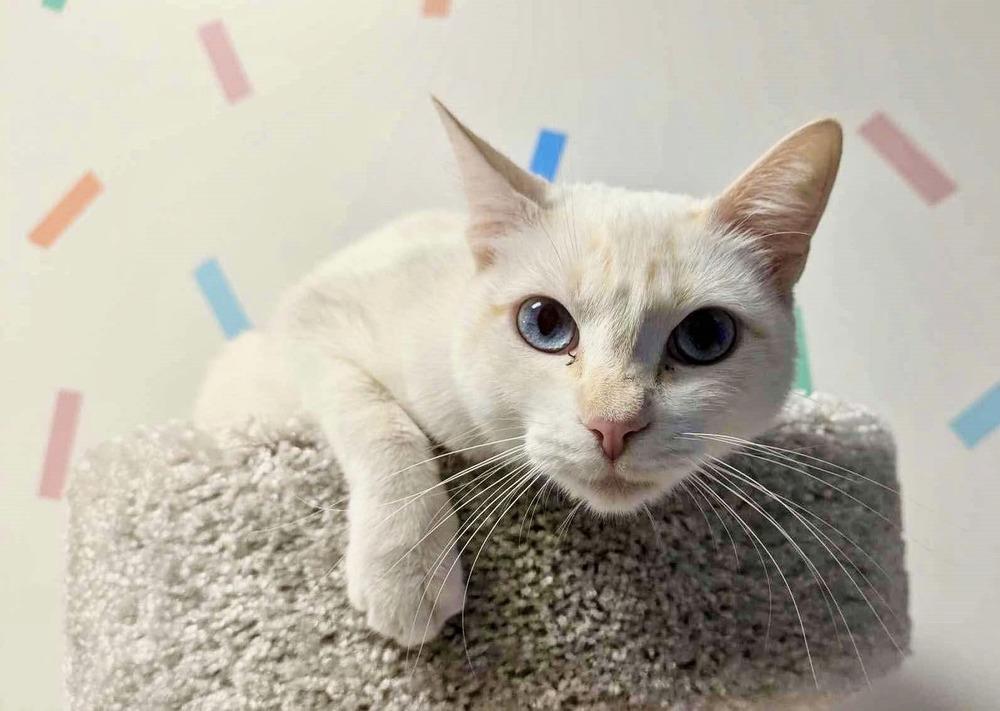 Enlarge Love Note, a Adoptable mixed breed in Homer Glen, IL image 4/5