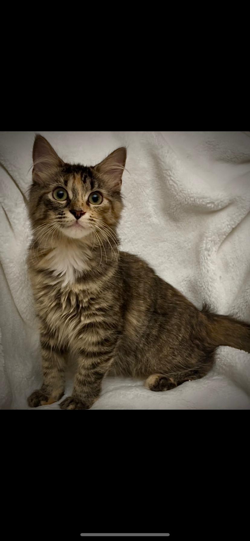 Enlarge Maya, a Adoptable Domestic Medium Hair in Waveland, IN image 1/3