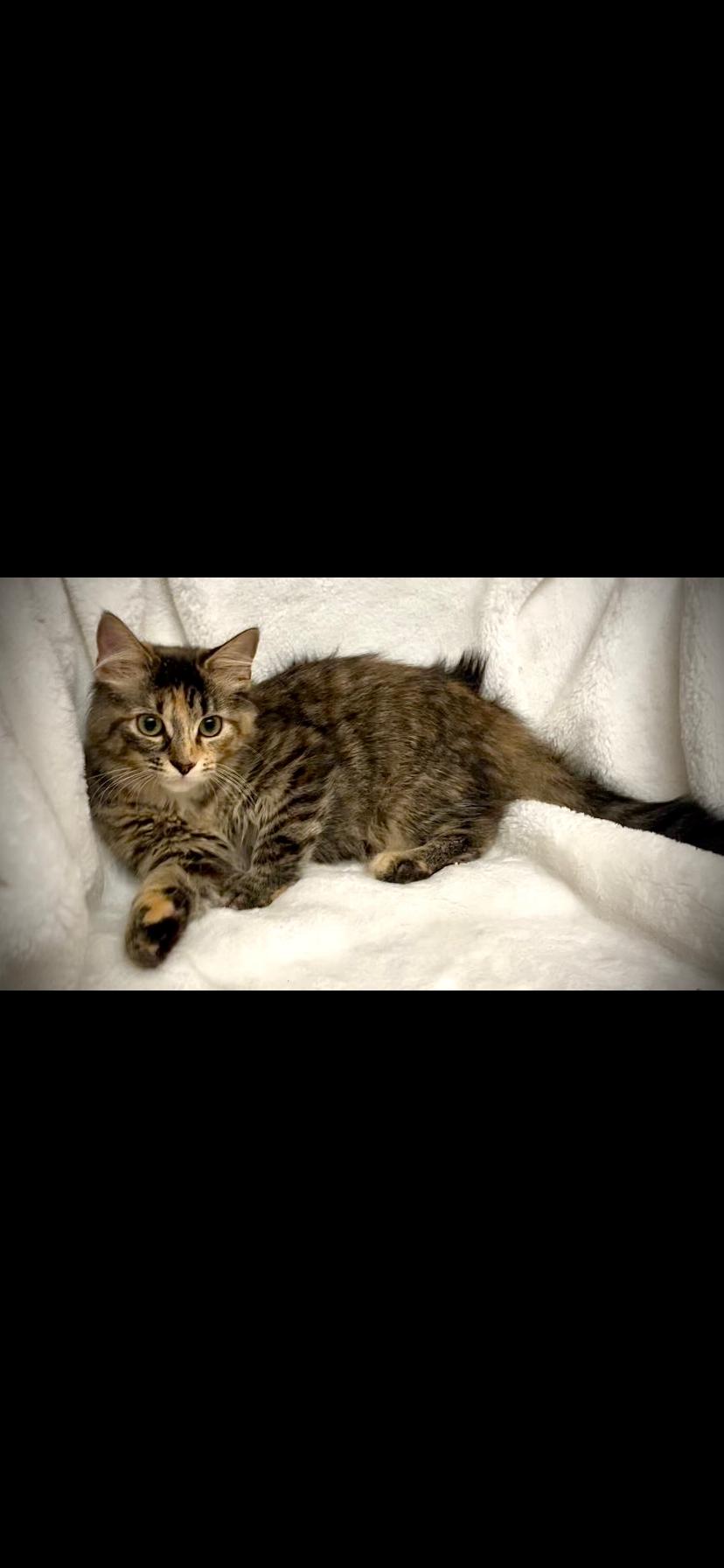 Enlarge Maya, a Adoptable Domestic Medium Hair in Waveland, IN image 2/3