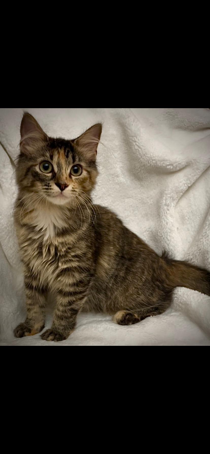 Enlarge Maya, a Adoptable Domestic Medium Hair in Waveland, IN image 3/3
