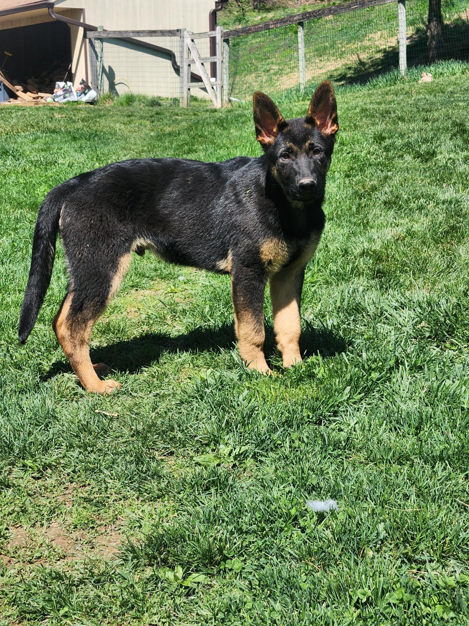 Onyx, ADOPTABLE, Puppy Male German Shepherd Dog.