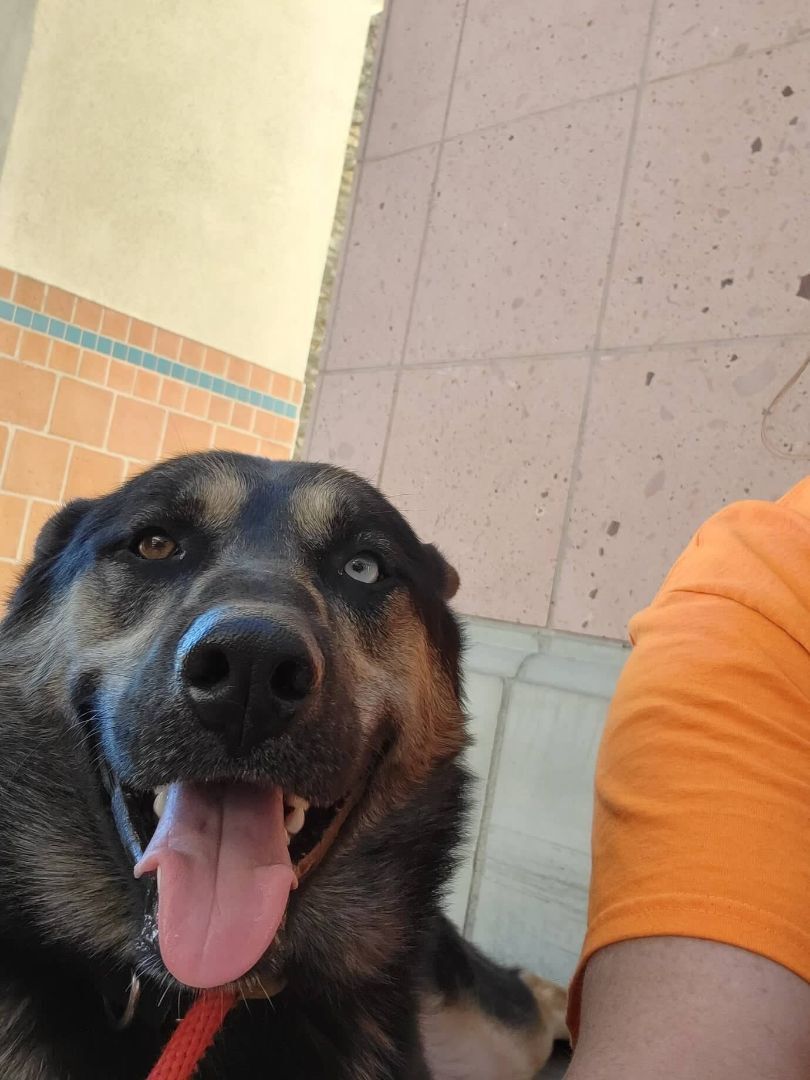 Odin, a Adoptable mixed breed in Wrightwood, CA image 1/11