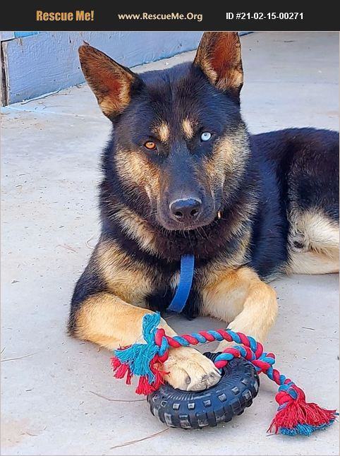 Odin, a Adoptable mixed breed in Wrightwood, CA image 2/11