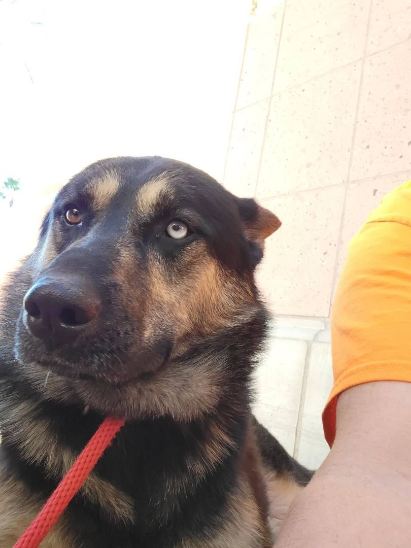 Odin, Adoptable, Adult Male Siberian Husky & German Shepherd Dog.