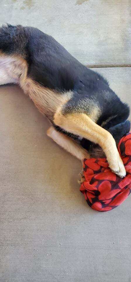 Odin, a Adoptable mixed breed in Wrightwood, CA image 5/11