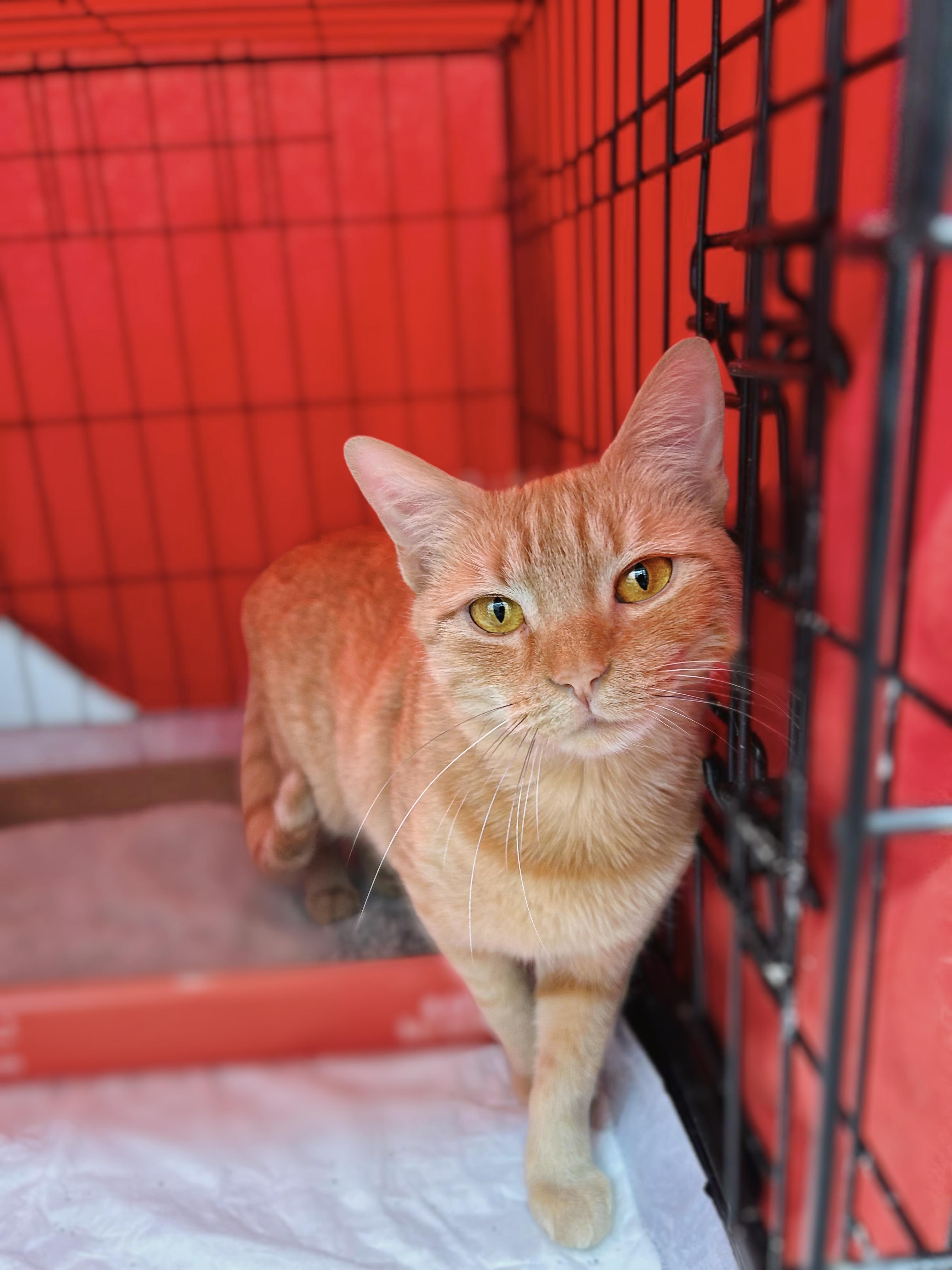 Goldy, Adoptable, Adult Female Domestic Short Hair.