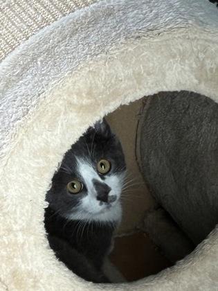 Enlarge 25-161 Squidward, a Adoptable Domestic Short Hair in Barnesville, GA image 1/2