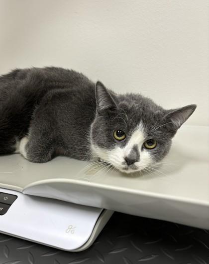 Enlarge 25-161 Squidward, a Adoptable Domestic Short Hair in Barnesville, GA image 2/2