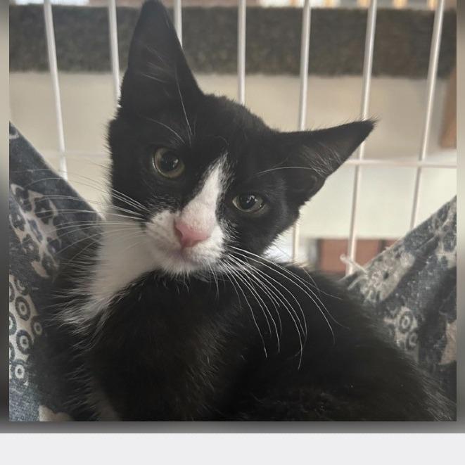 Willa, Adoptable, Kitten Female Domestic Short Hair.