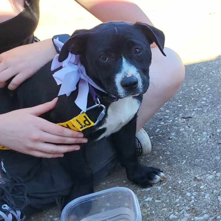 Enlarge Runtus, a ADOPTABLE mixed breed in Oklahoma City, OK image 1/3