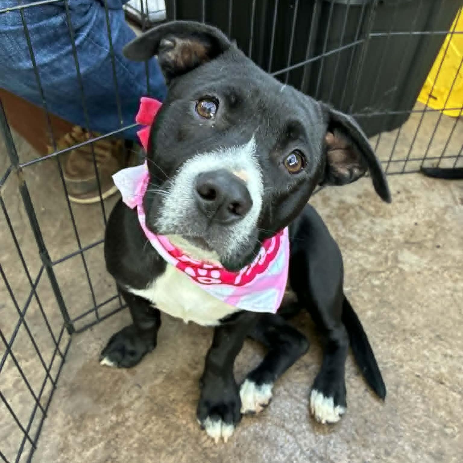 Runtus, ADOPTABLE, Young Female Pit Bull Terrier & Labrador Retriever.