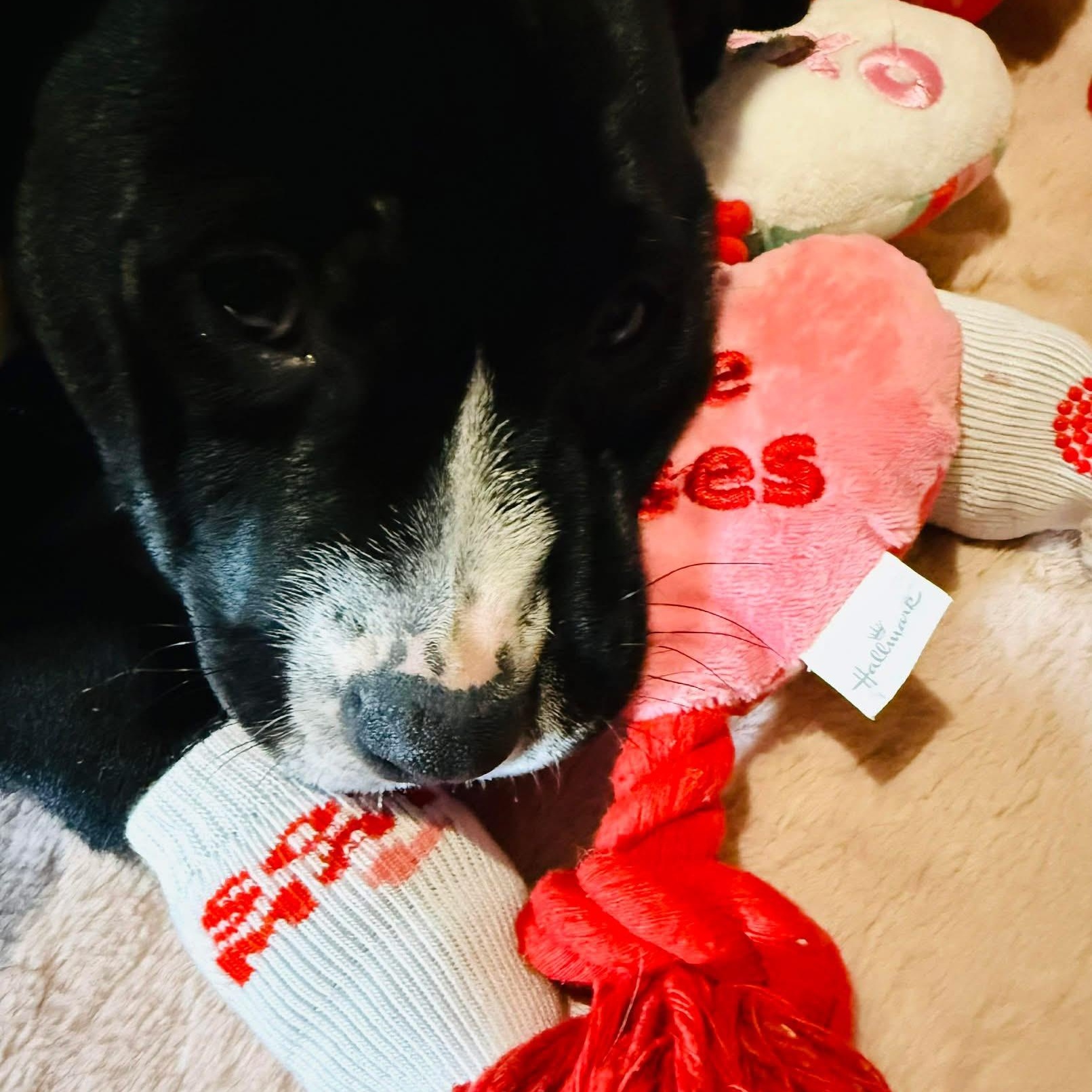 Enlarge Runtus, a ADOPTABLE mixed breed in Oklahoma City, OK image 3/3