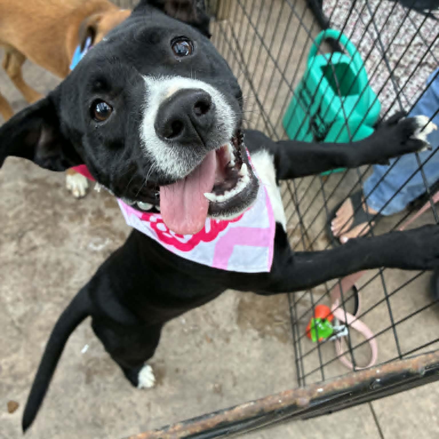 Runtus, a ADOPTABLE mixed breed in Oklahoma City, OK image 2/6