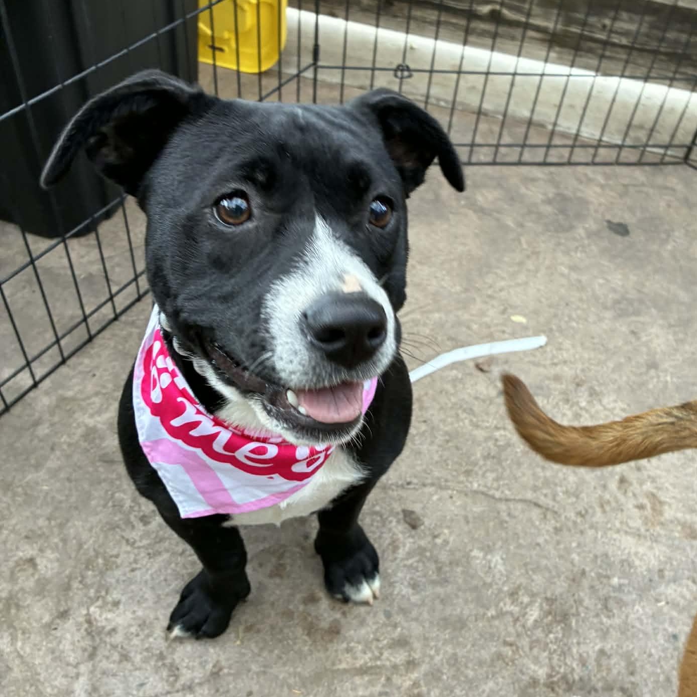 Runtus, a ADOPTABLE mixed breed in Oklahoma City, OK image 6/6