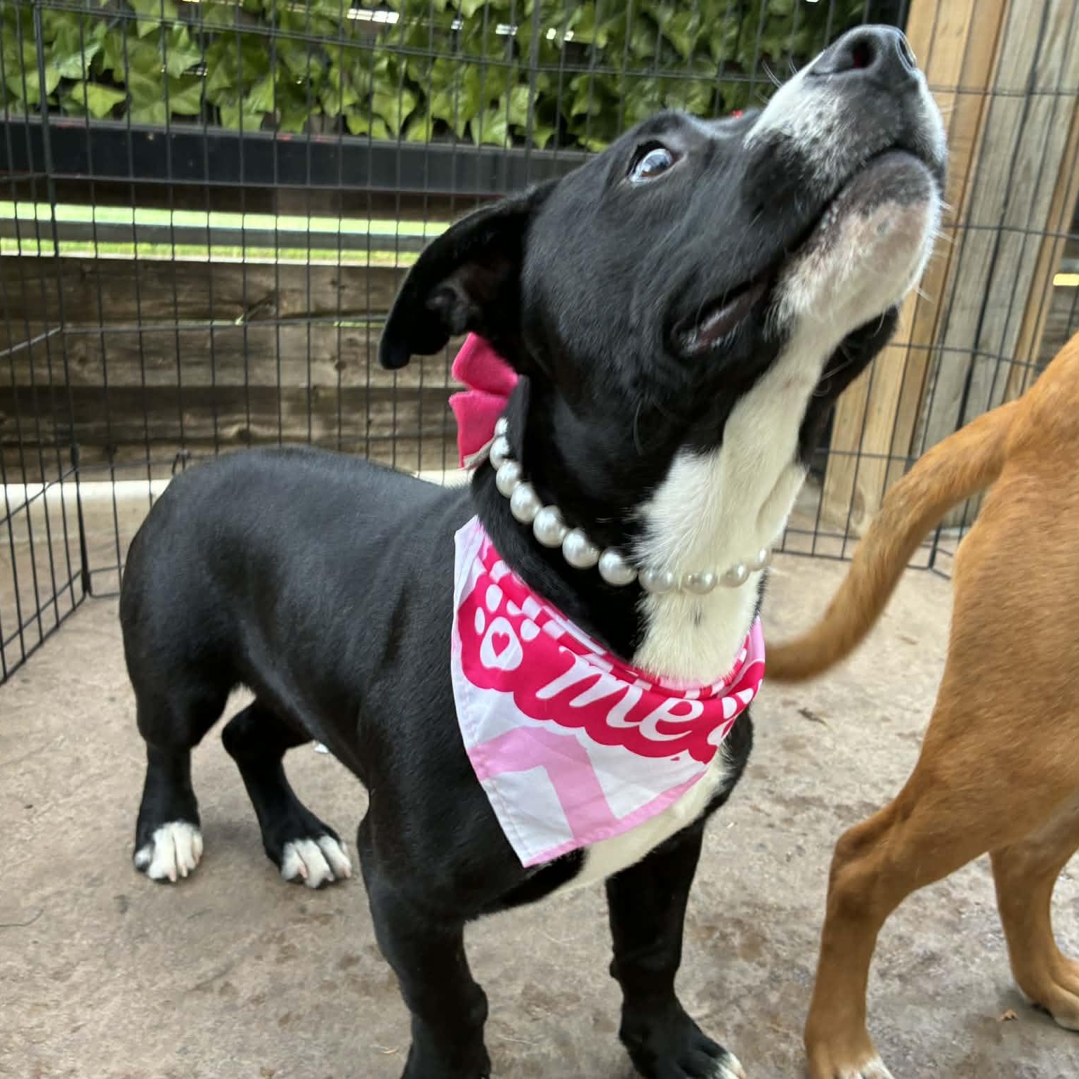 Runtus, a ADOPTABLE mixed breed in Oklahoma City, OK image 4/6