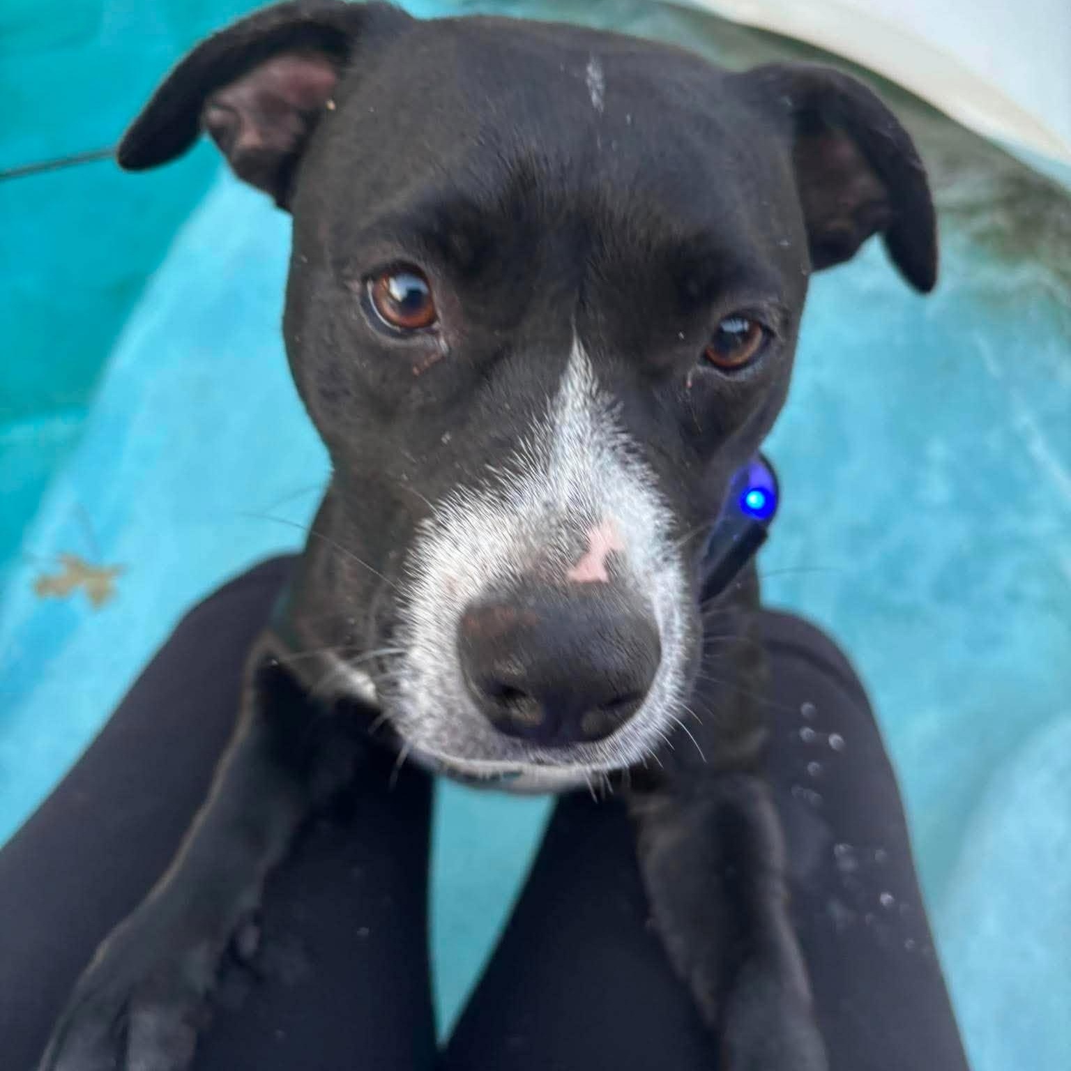 Enlarge Runtus, a Adoptable mixed breed in Oklahoma City, OK image 2/6
