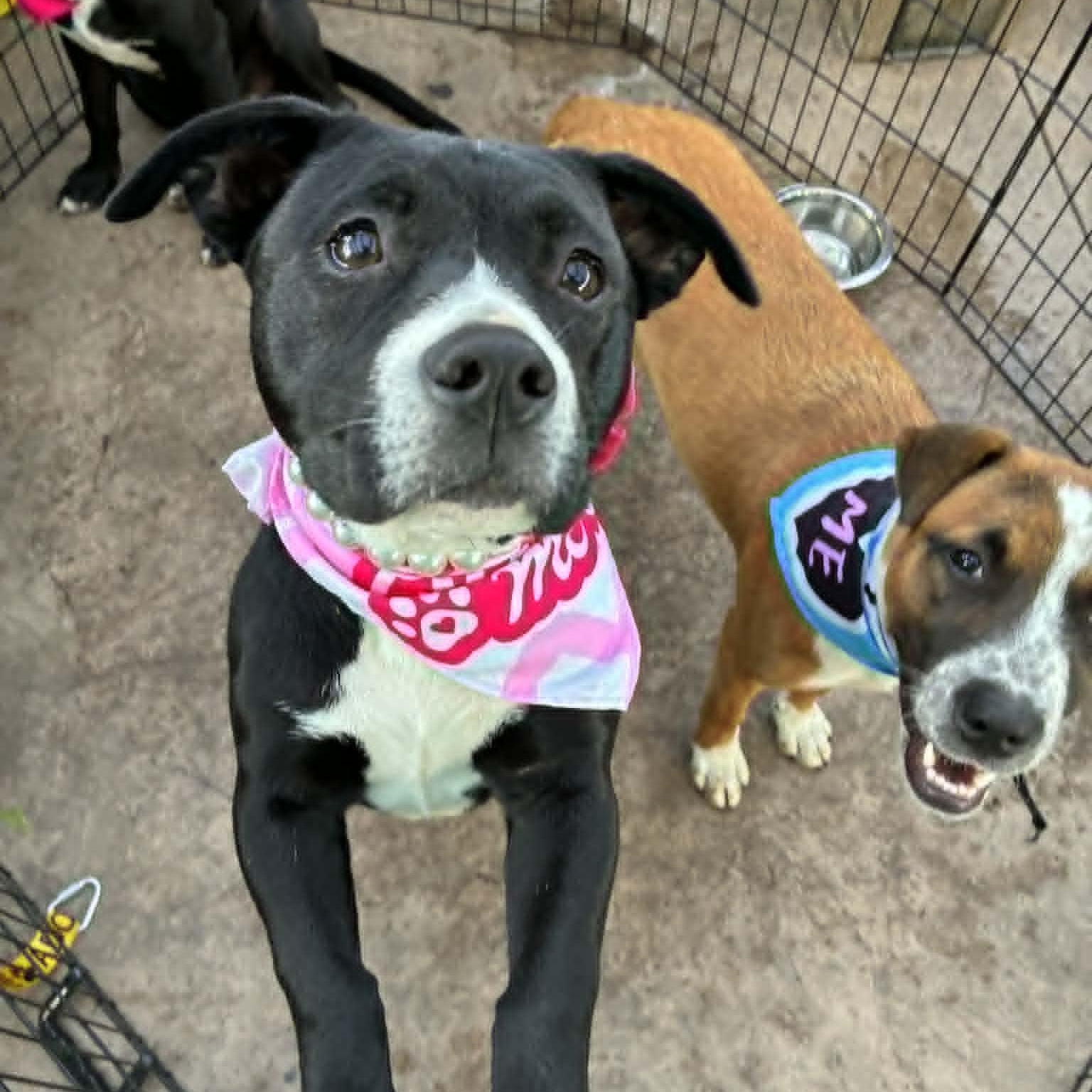 Runtus, a ADOPTABLE mixed breed in Oklahoma City, OK image 3/6