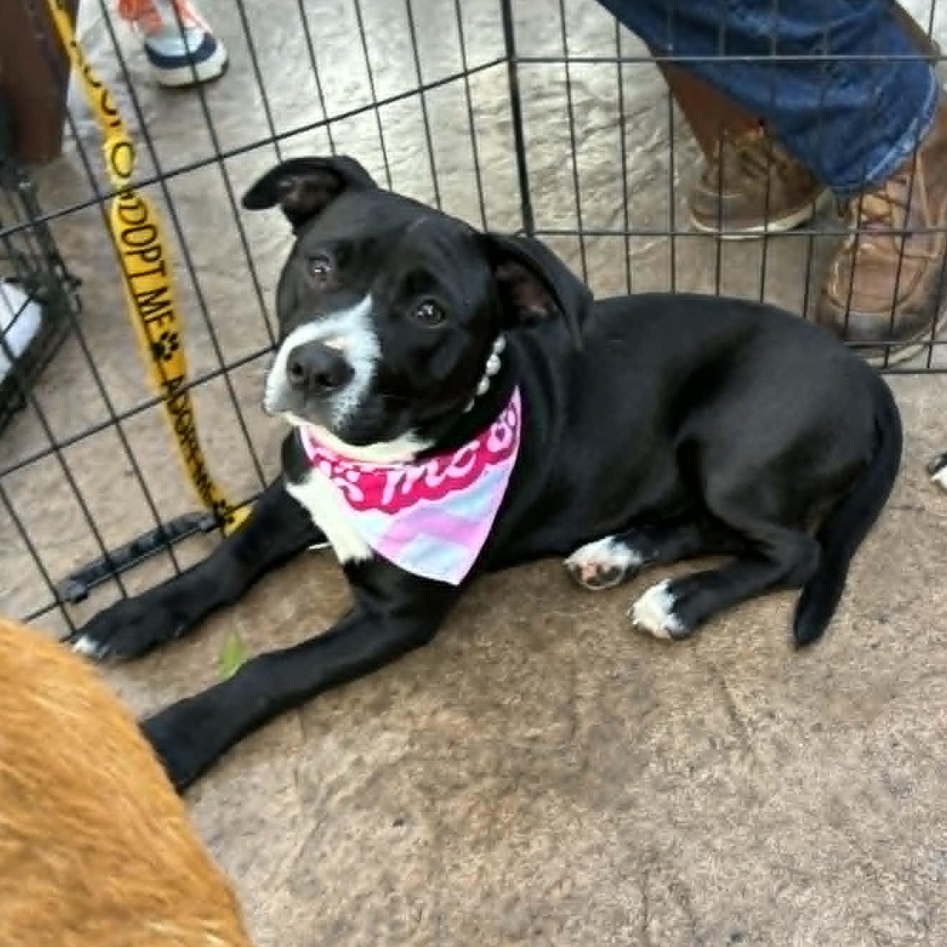Runtus, a ADOPTABLE mixed breed in Oklahoma City, OK image 5/6