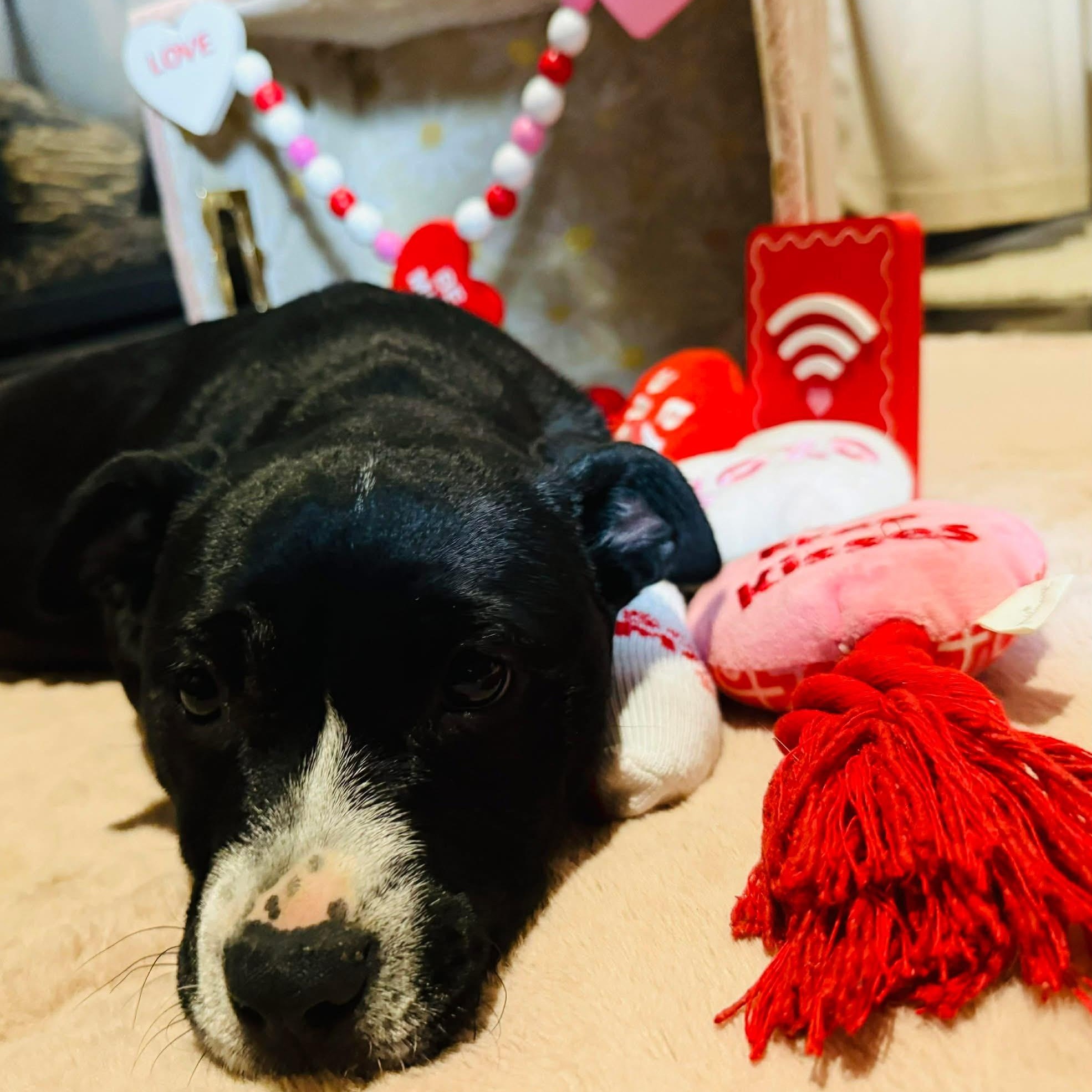 Enlarge Runtus, a ADOPTABLE mixed breed in Oklahoma City, OK image 2/3