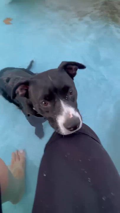 Enlarge Runtus, a Adoptable mixed breed in Oklahoma City, OK video 6/6