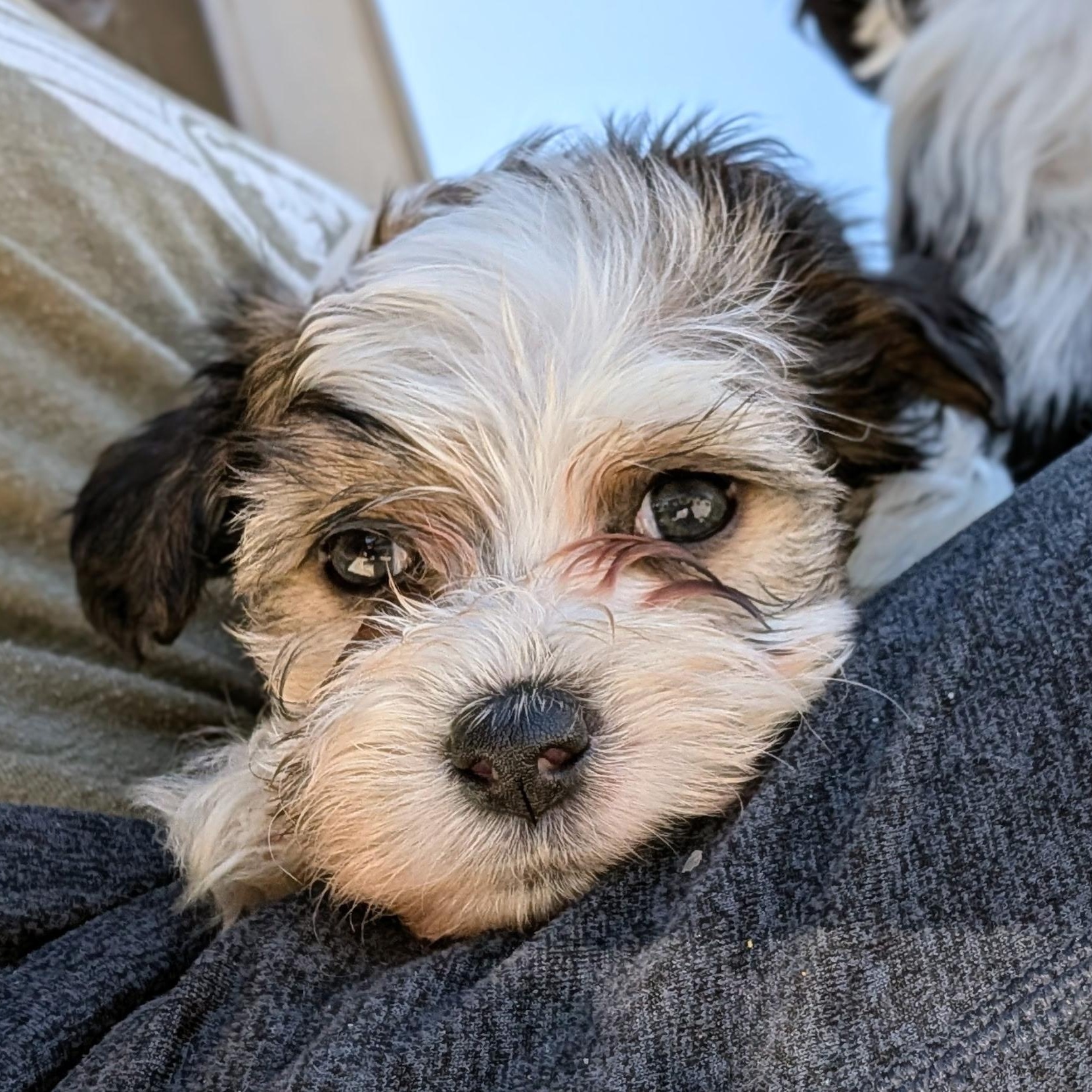 Cow, adopted, Puppy Female Maltese & Miniature Schnauzer.