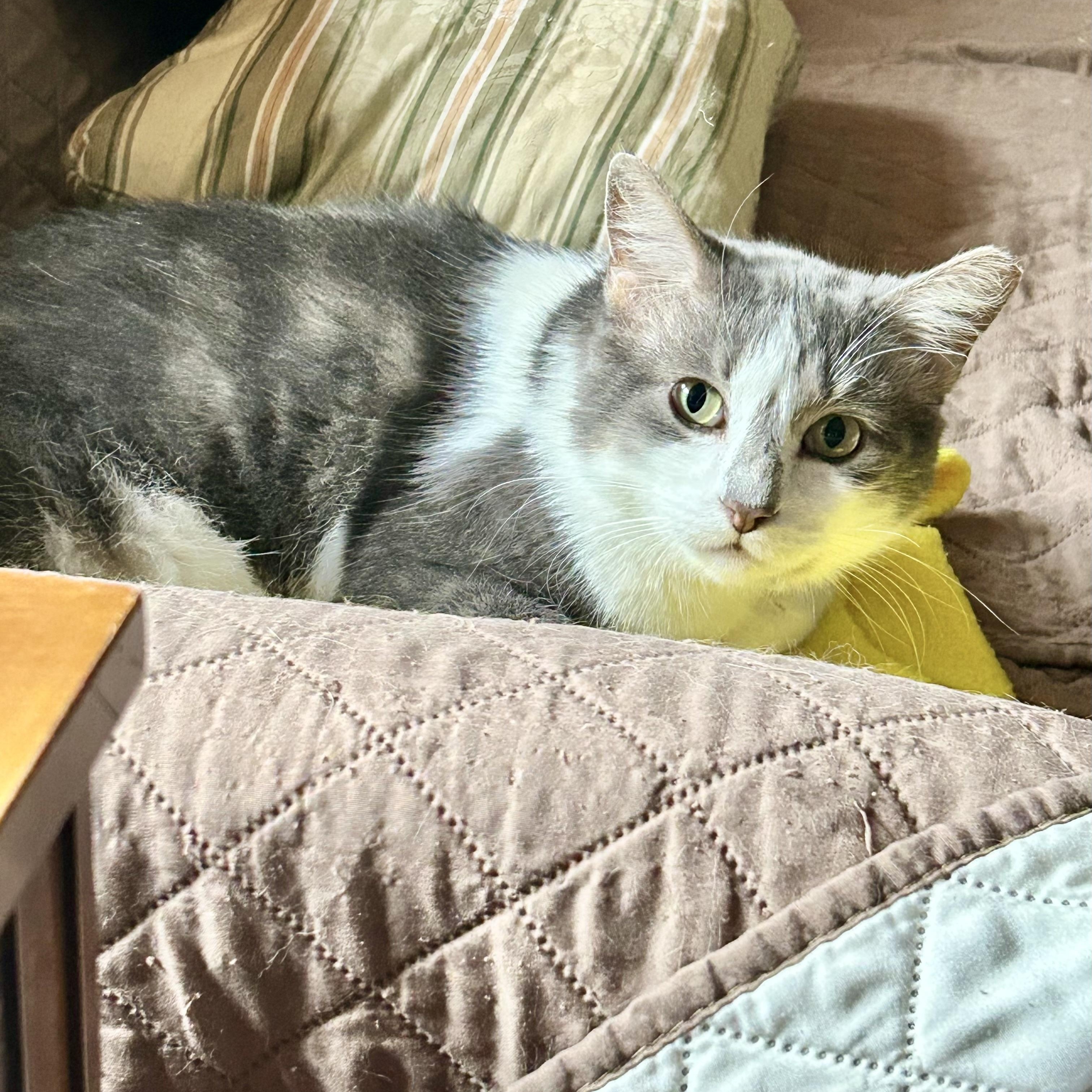 Enlarge Swirls , a ADOPTABLE Domestic Medium Hair in Columbus , OH image 1/3
