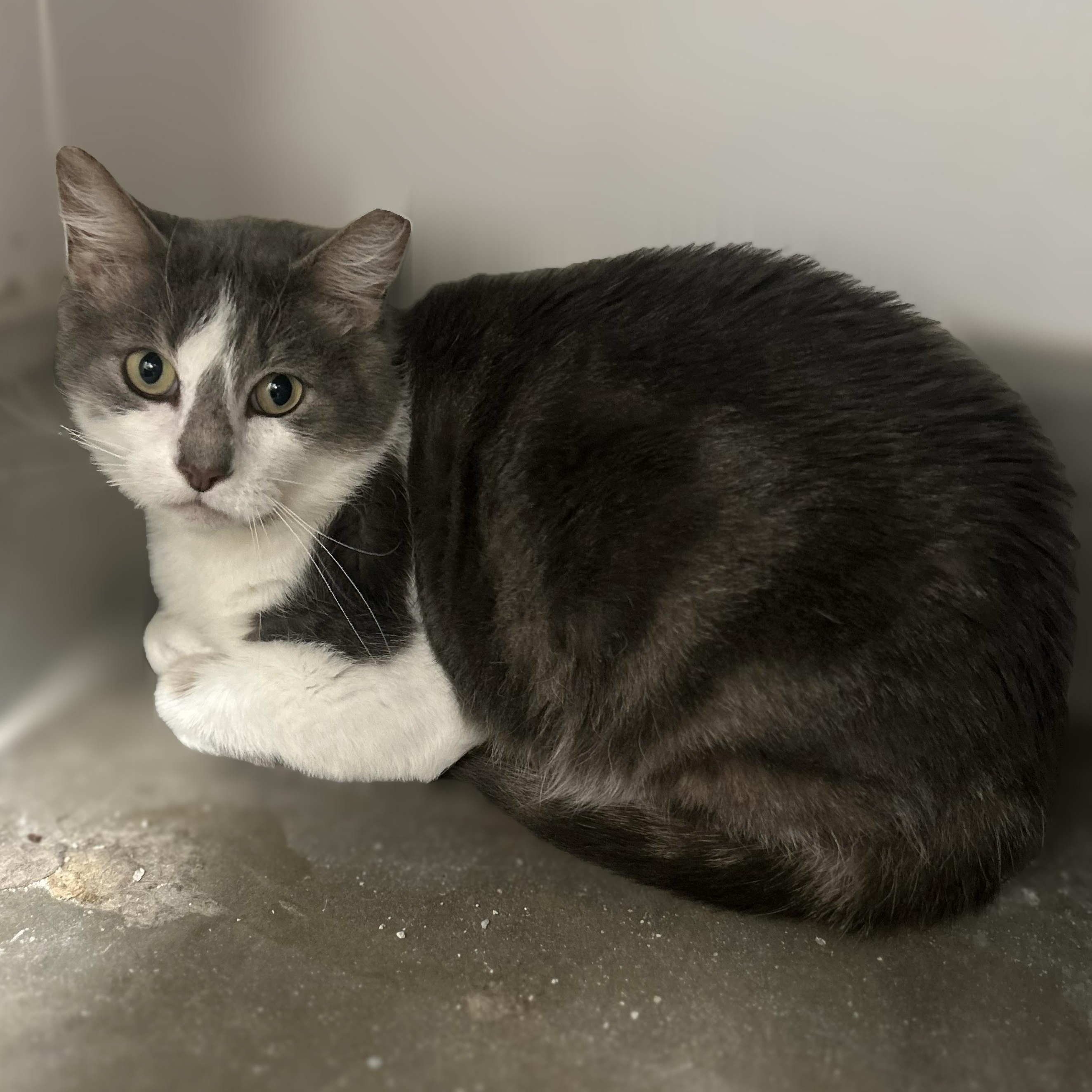 Swirls , ADOPTABLE, Adult Male Domestic Medium Hair.