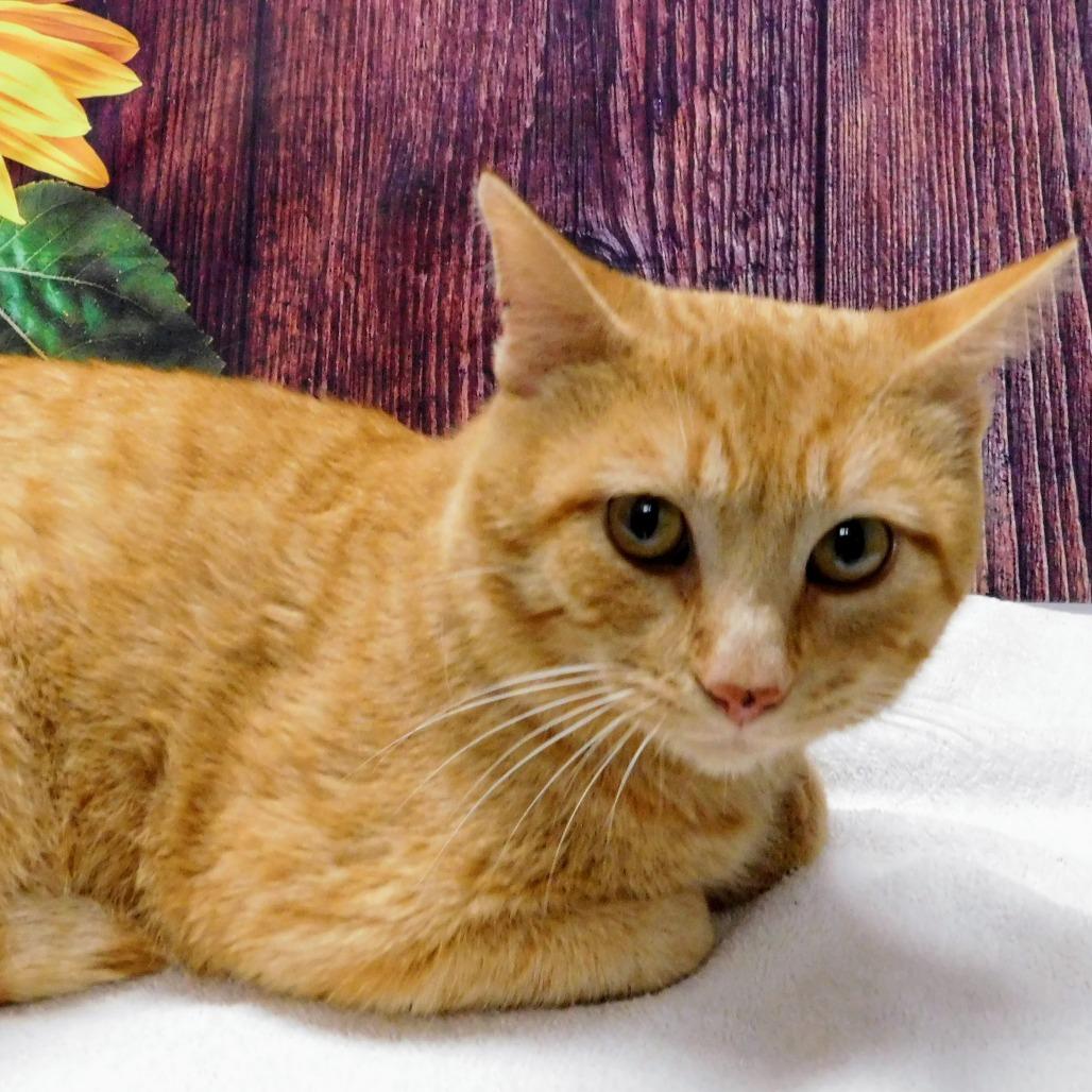 Dorito, Adoptable, Adult Male Domestic Short Hair.