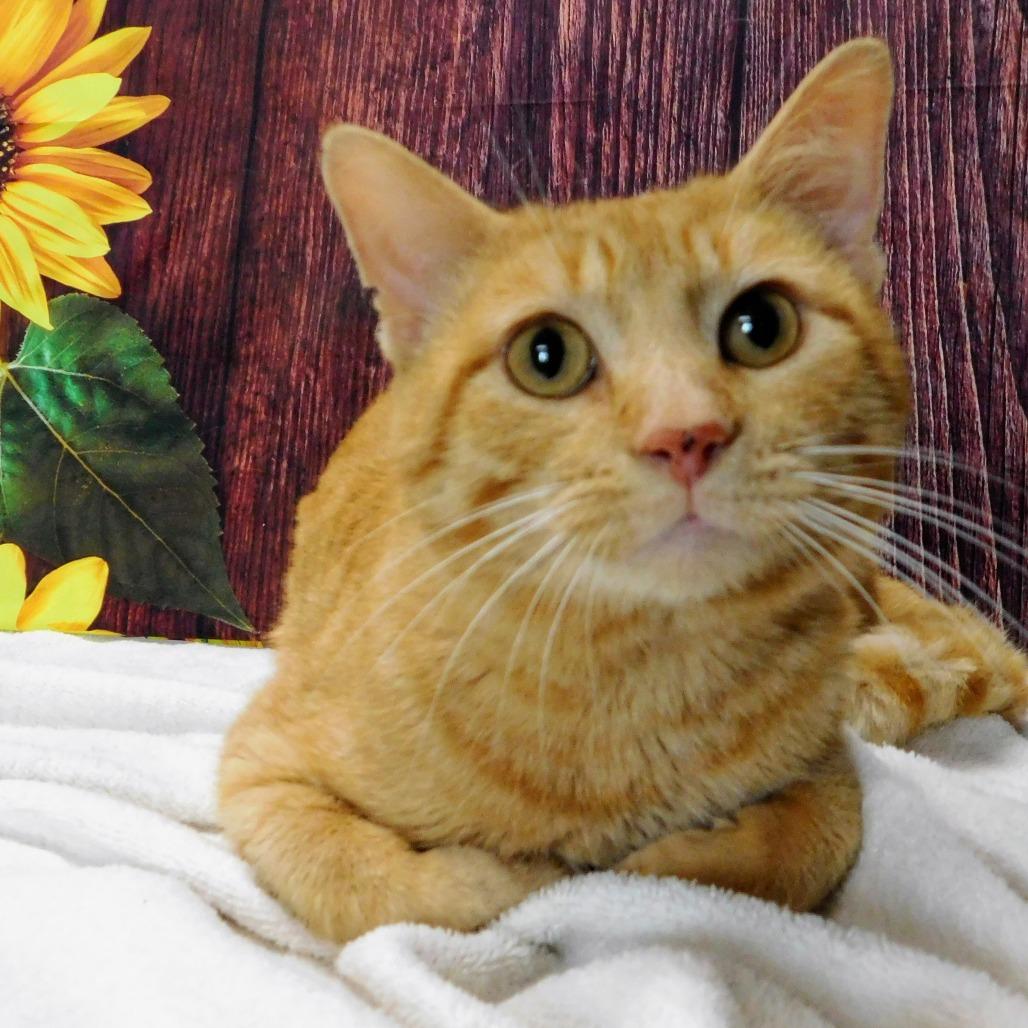 Enlarge Dorito, a Adoptable Domestic Short Hair in Canton, IL image 2/6
