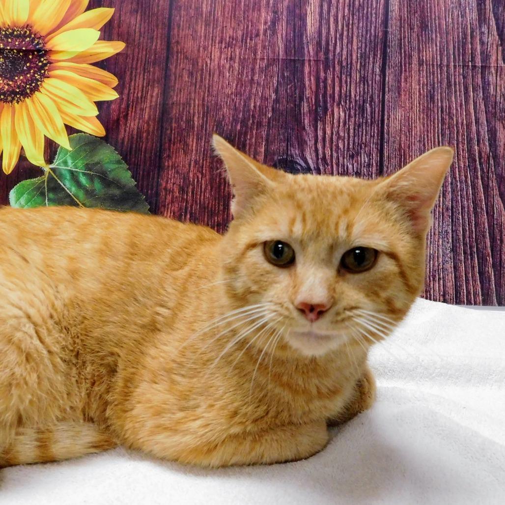 Enlarge Dorito, a Adoptable Domestic Short Hair in Canton, IL image 3/6