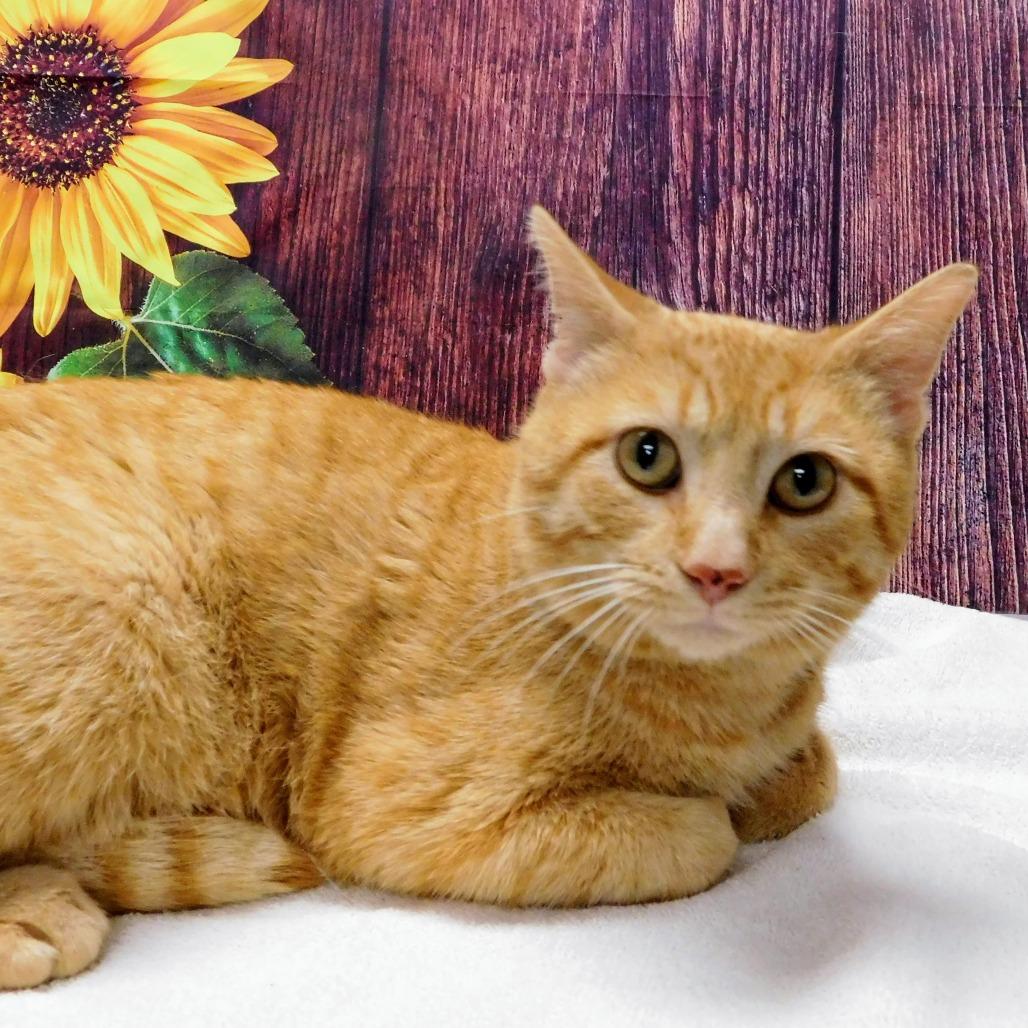 Enlarge Dorito, a Adoptable Domestic Short Hair in Canton, IL image 4/6