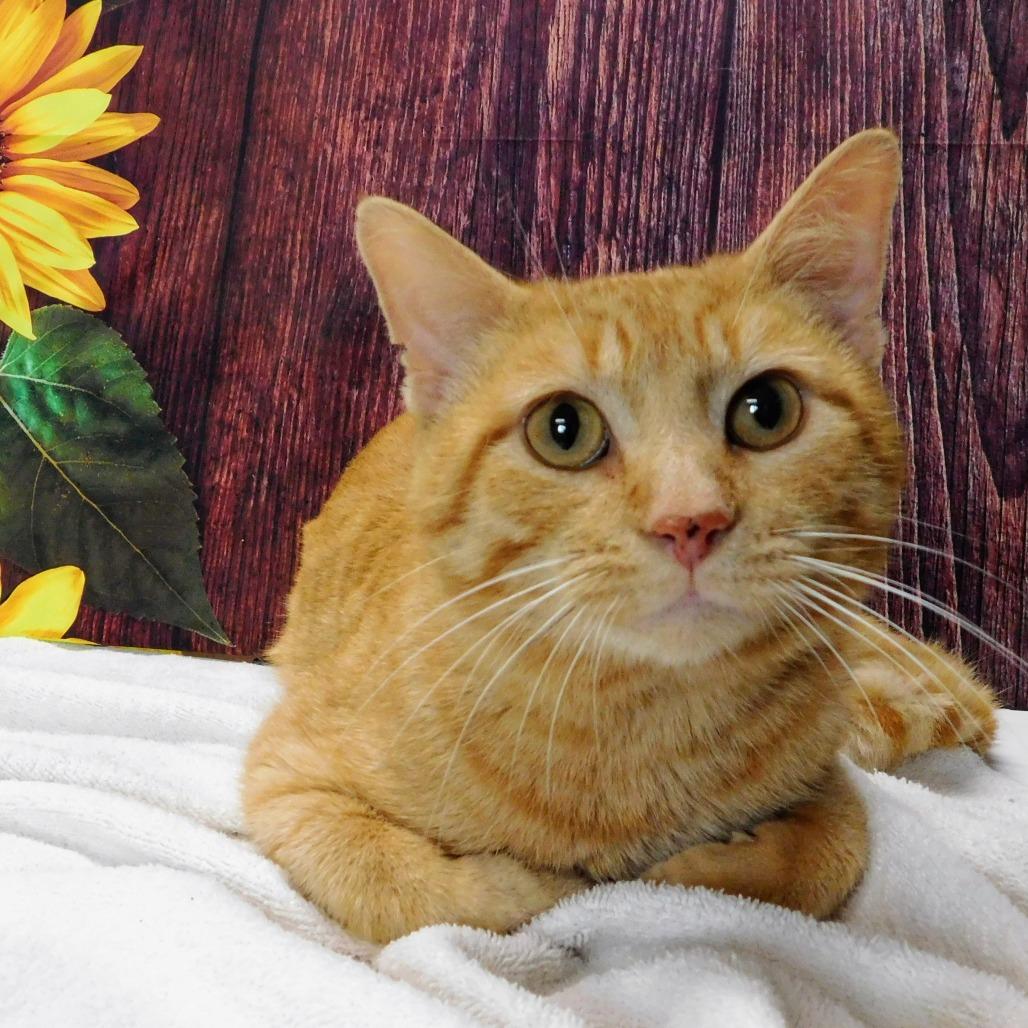 Enlarge Dorito, a Adoptable Domestic Short Hair in Canton, IL image 5/6