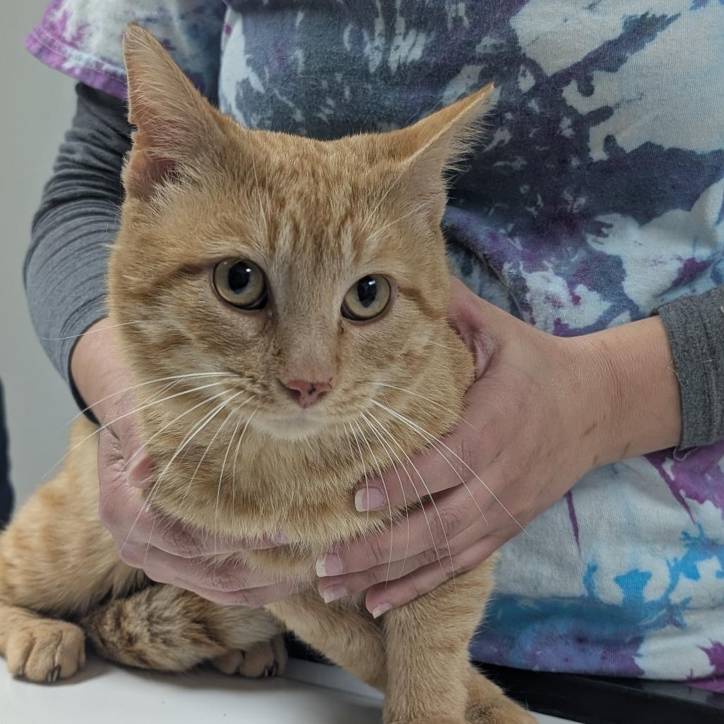 Enlarge Dorito, a Adoptable Domestic Short Hair in Canton, IL image 6/6