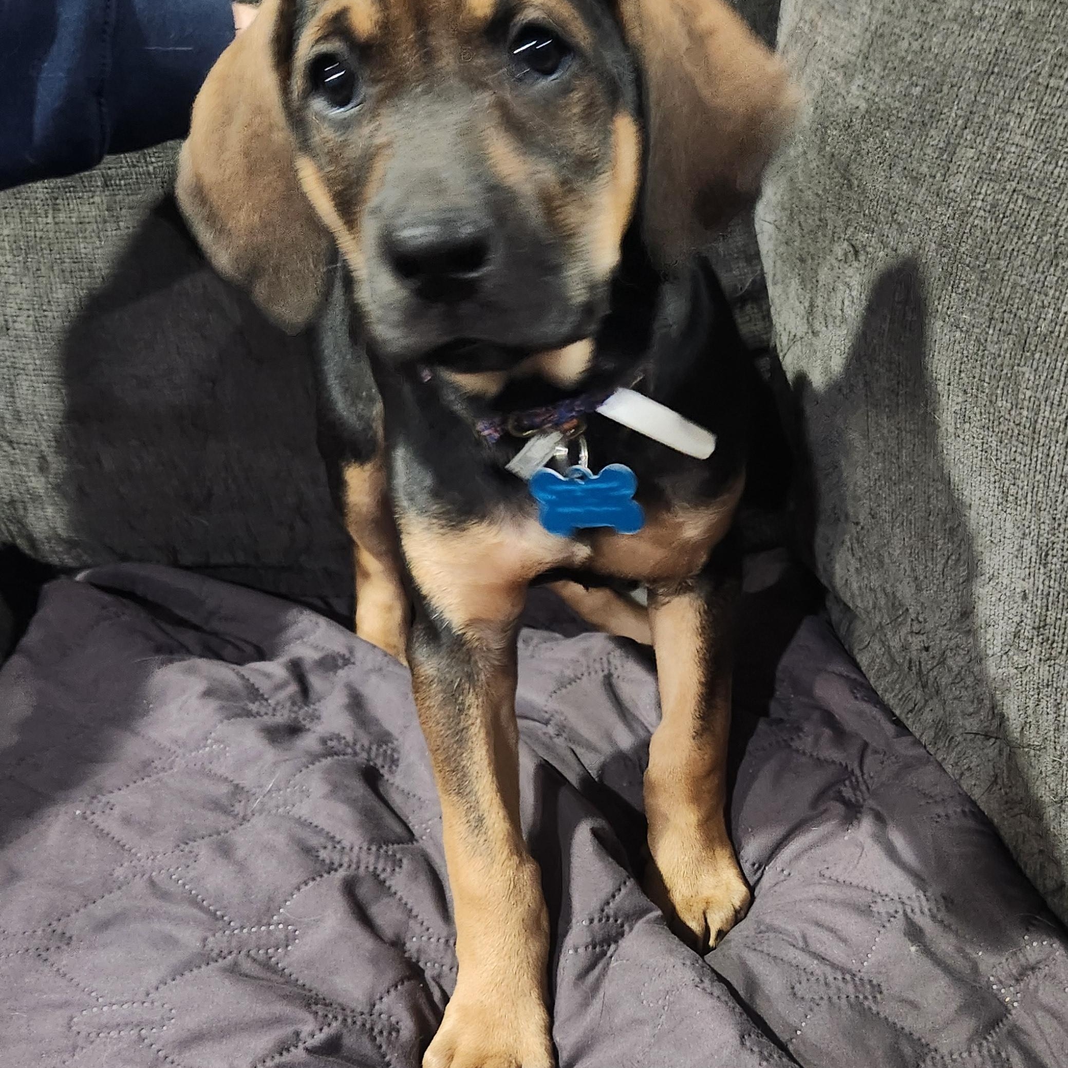 Debbie, an adopted mixed breed in Aurora, IL image 5/5