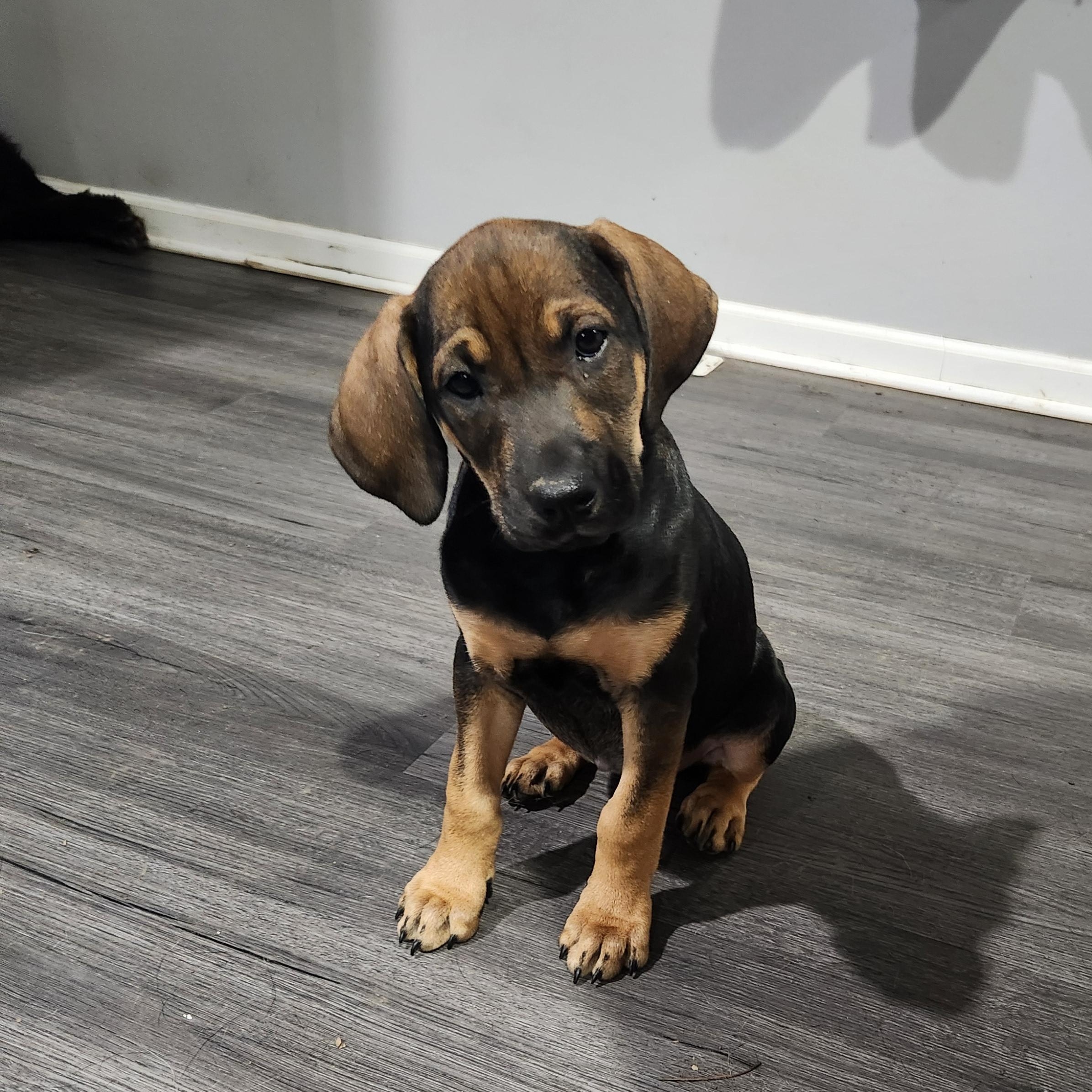 Debbie, adopted, Puppy Female Hound.