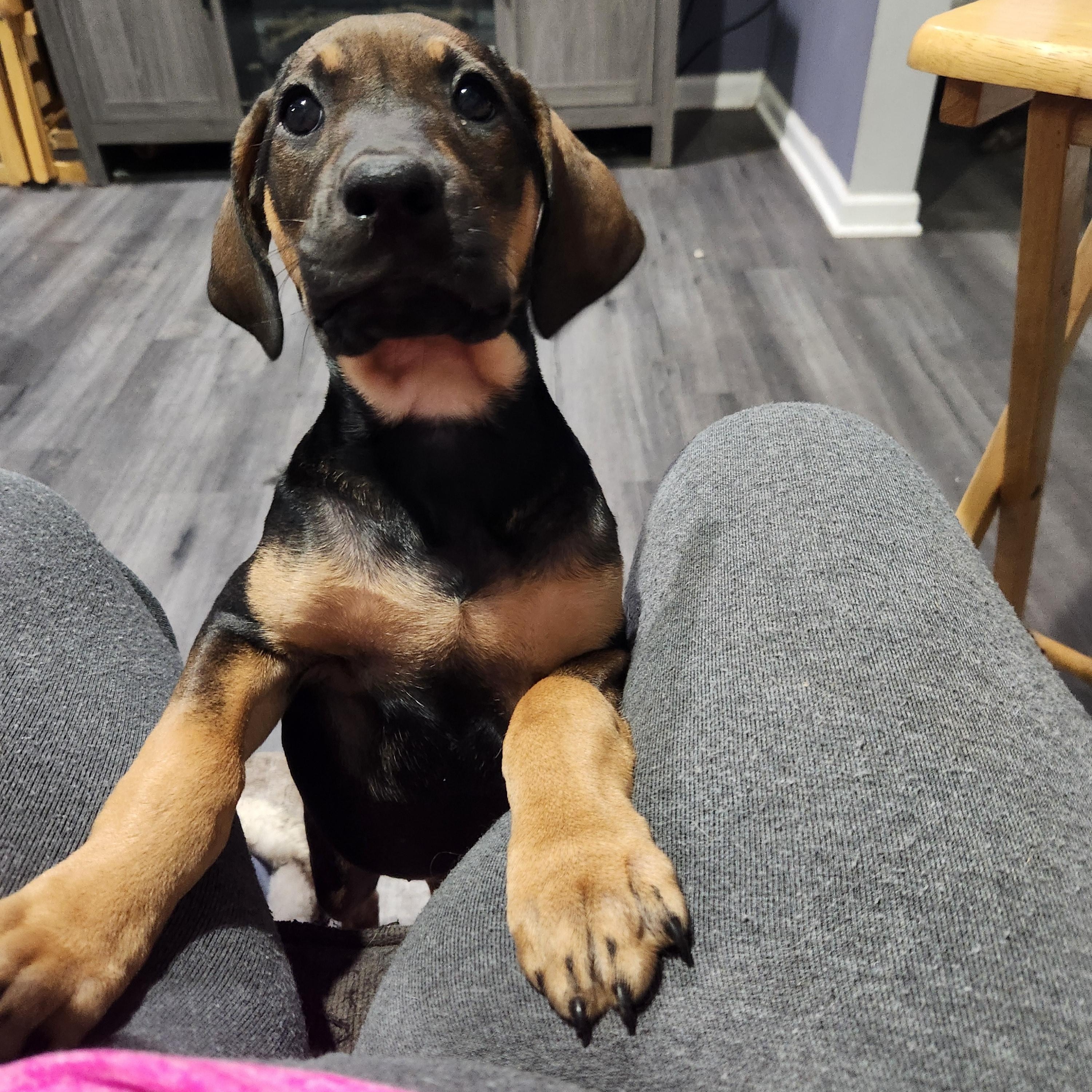 Debbie, an adopted mixed breed in Aurora, IL image 2/5