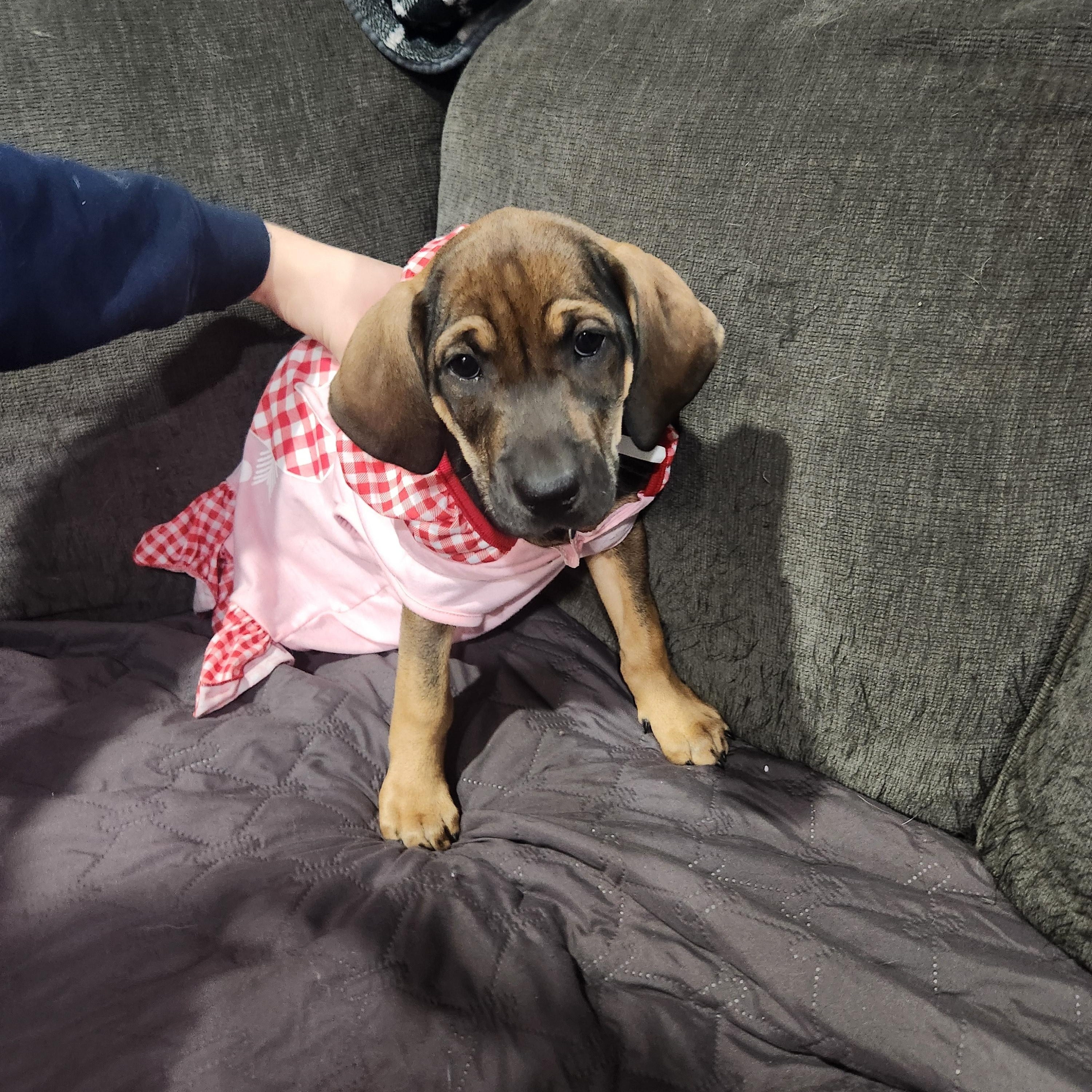 Debbie, an adopted mixed breed in Aurora, IL image 4/5