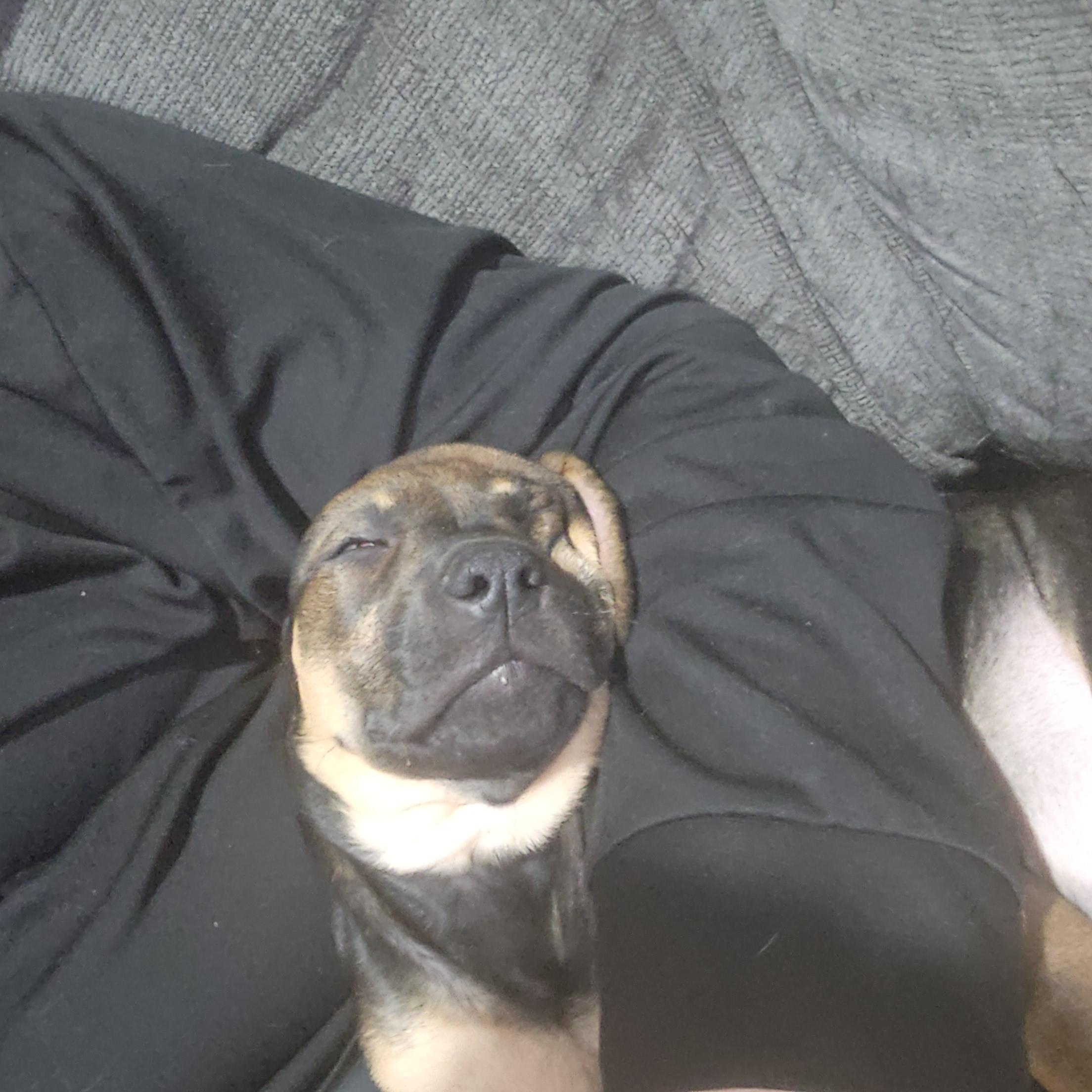 Debbie, an adopted mixed breed in Aurora, IL image 3/5